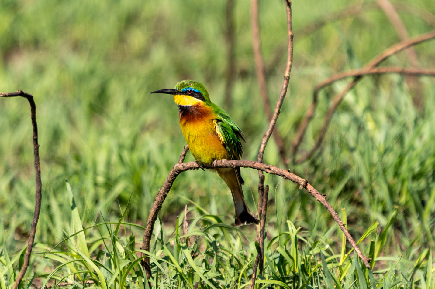 Little African Bee-eater, Serengeti