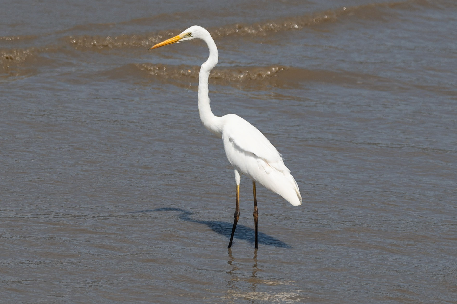 Eastern Great Egret, Cairns, Qld