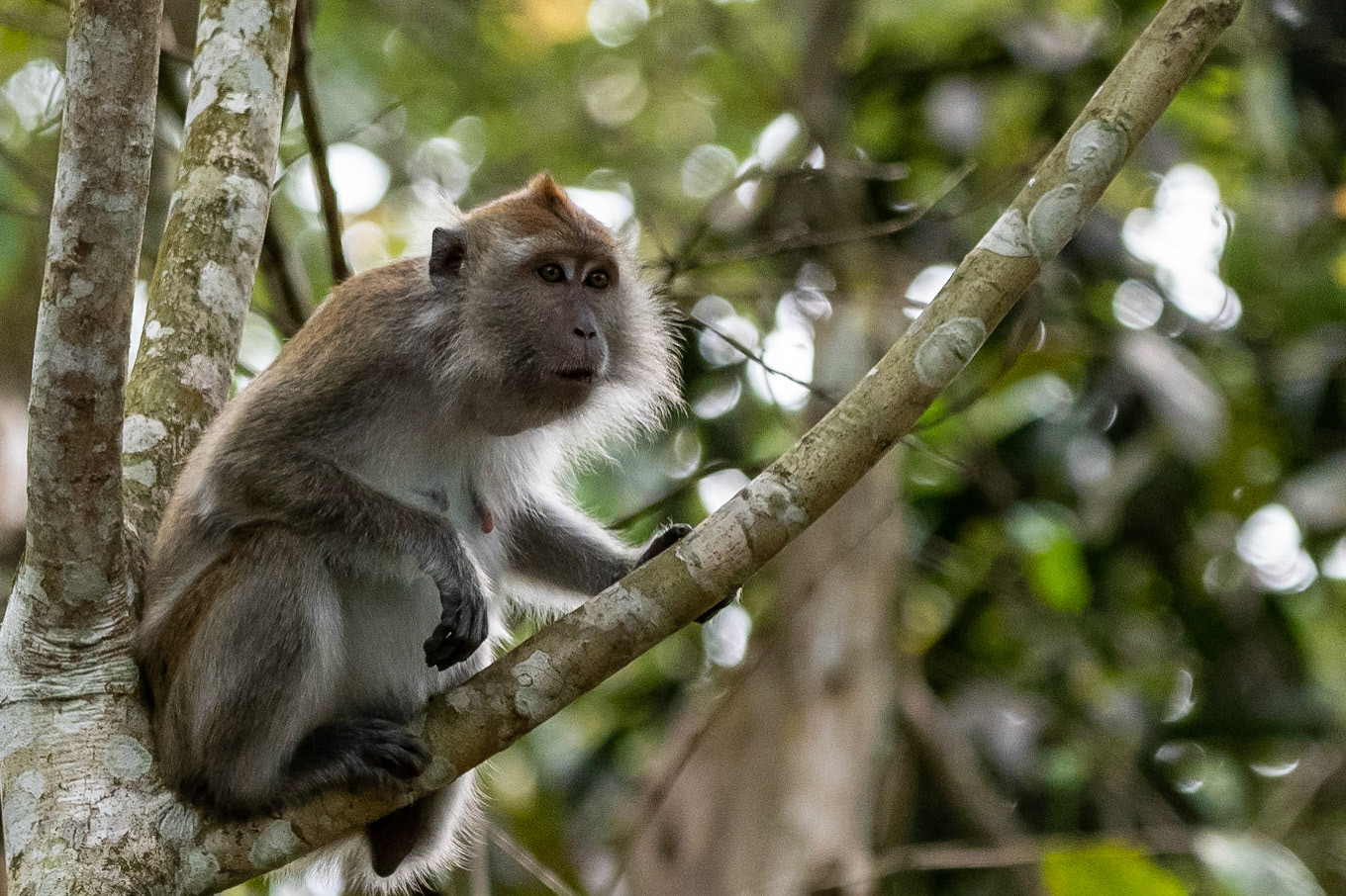 Crab-eating macaque, Bilit, Malaysia