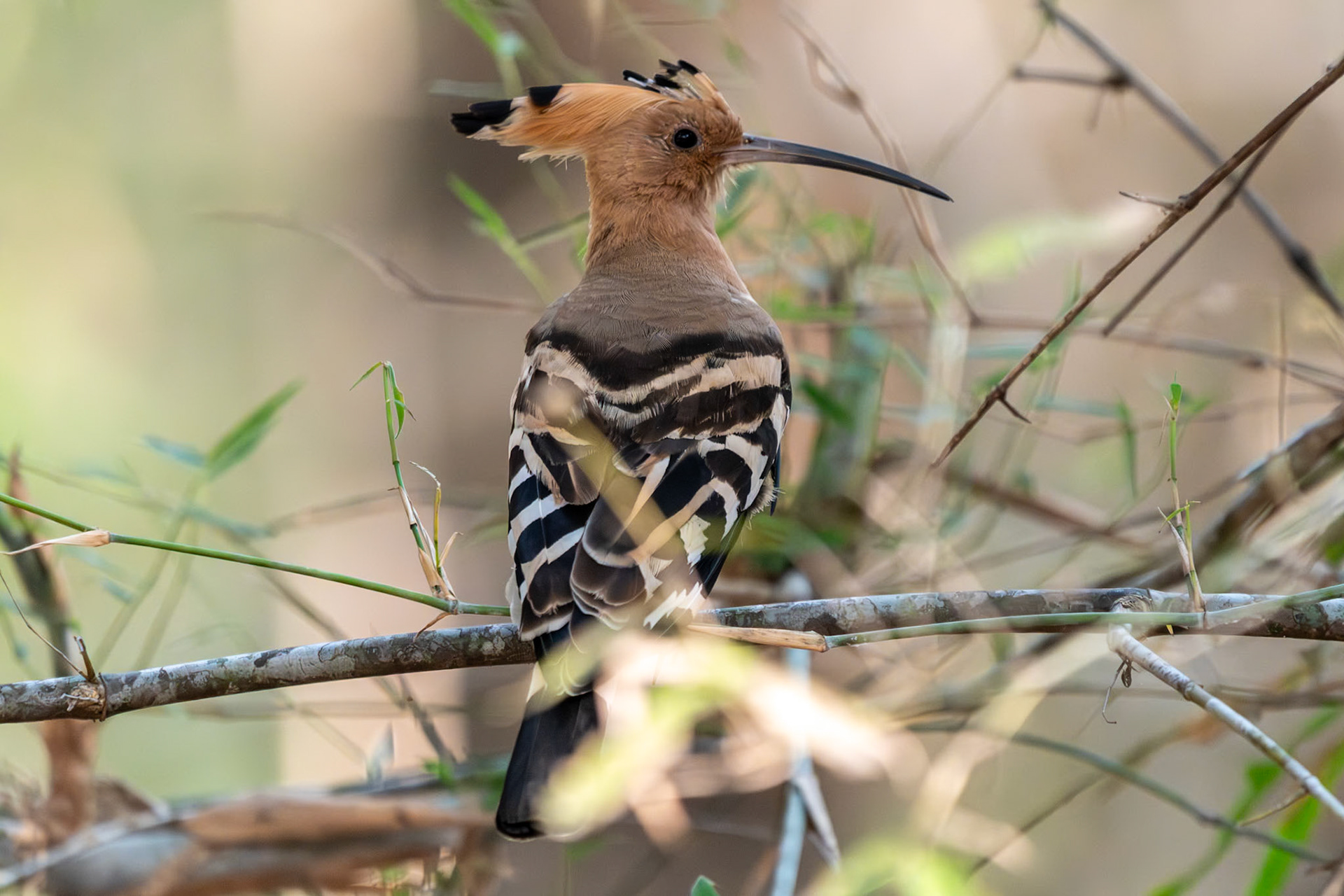 Eurasian Hoopoe, Bandhavgarh