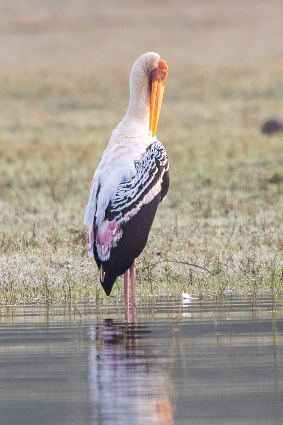 Painted Stork, Nagarahole