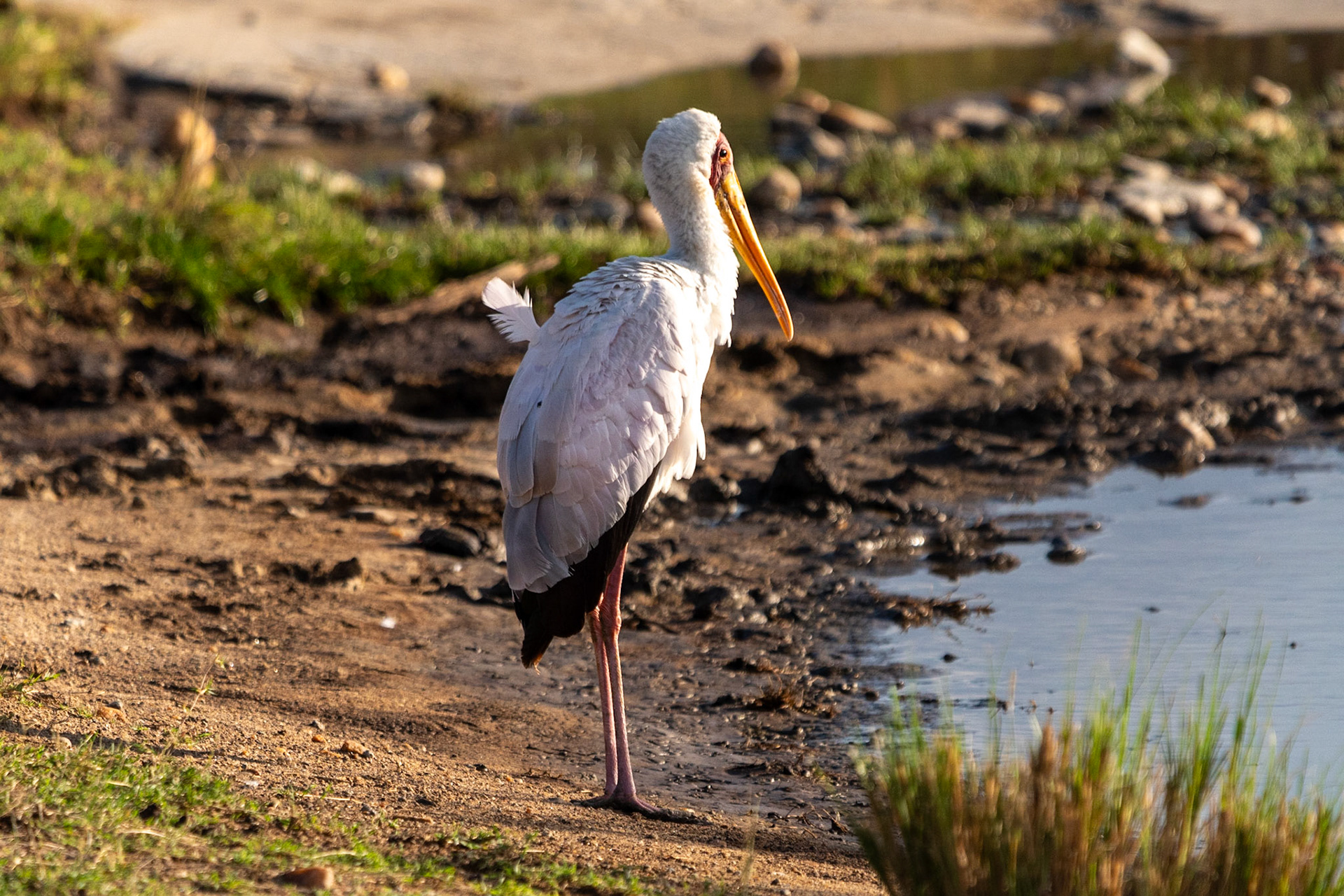 Yellow-billed Stork, Maasai Mara