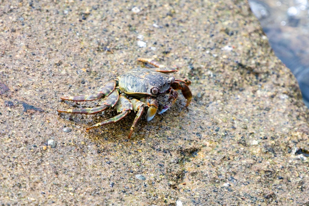 Crab, Mirbat