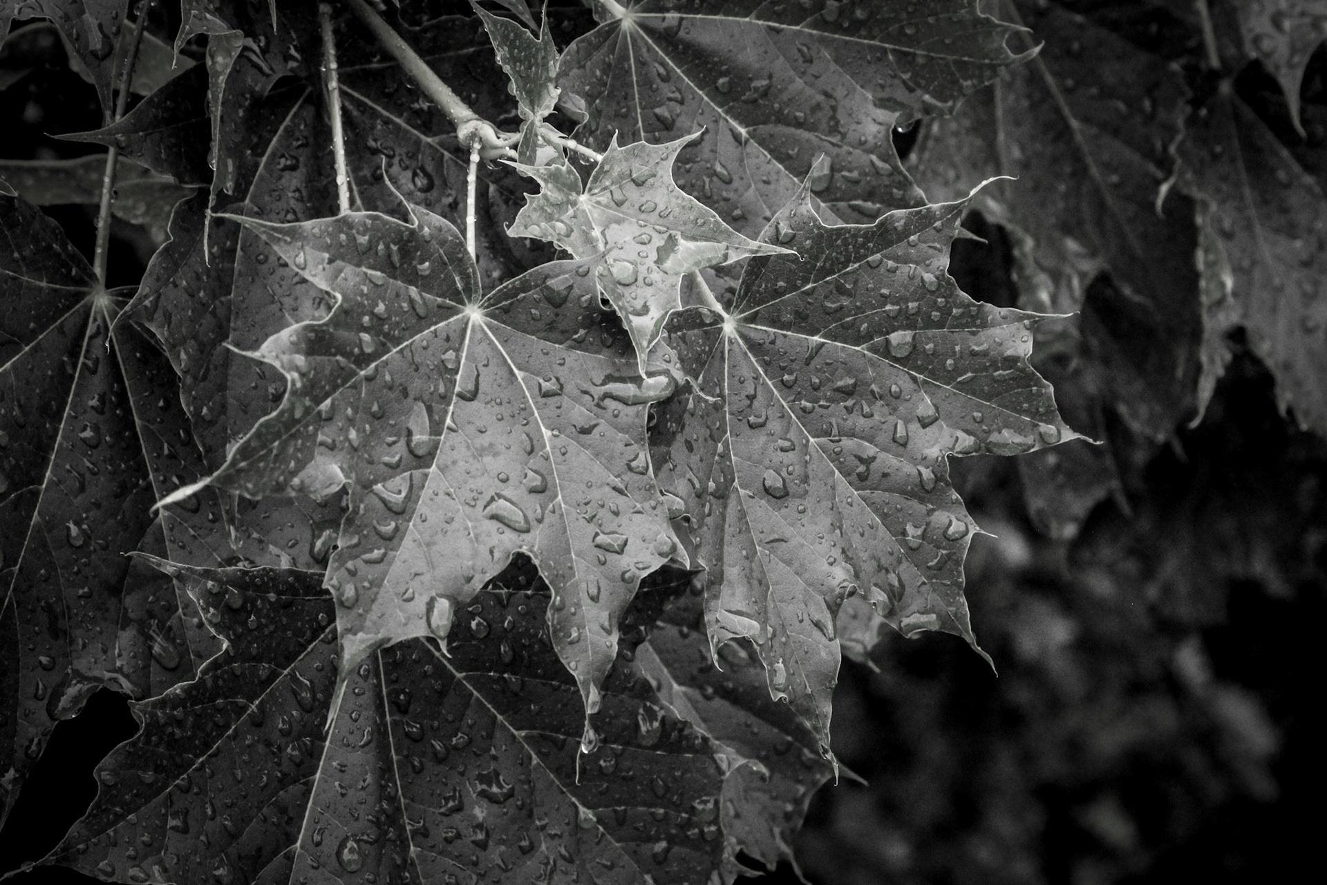 Refreshing Rains (3)