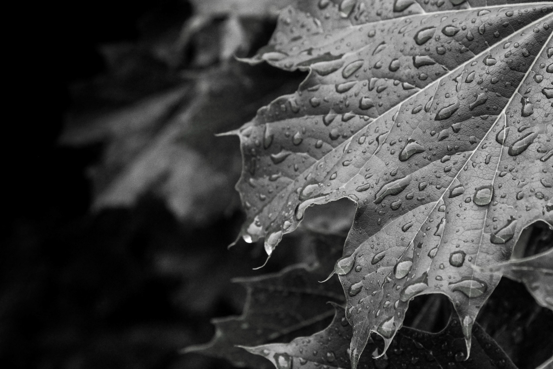 Refreshing Rains (2)