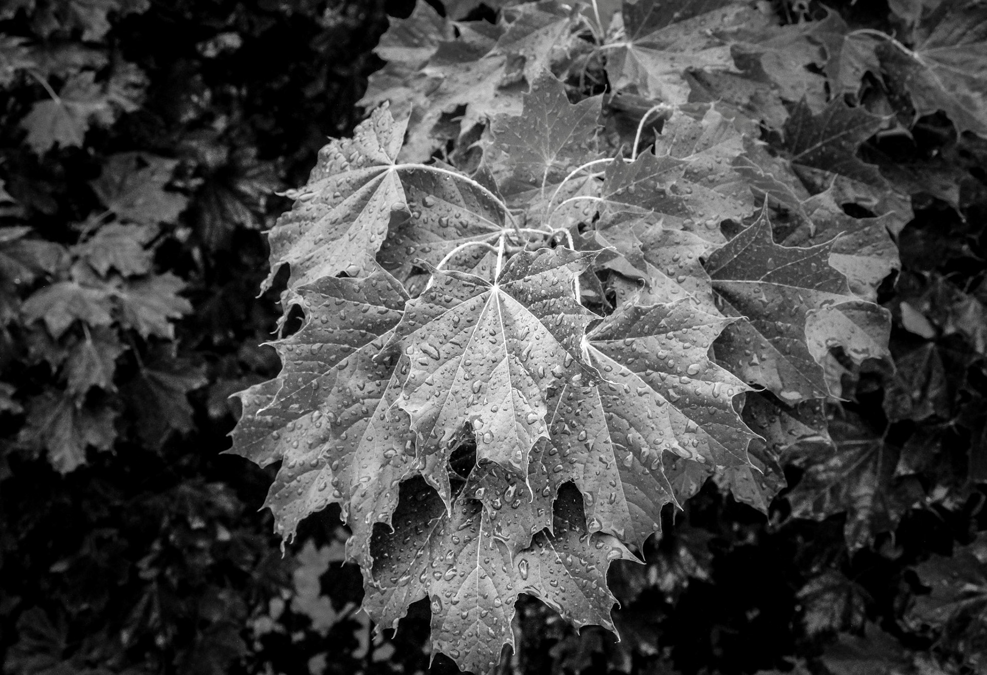 Refreshing Rains (1)
