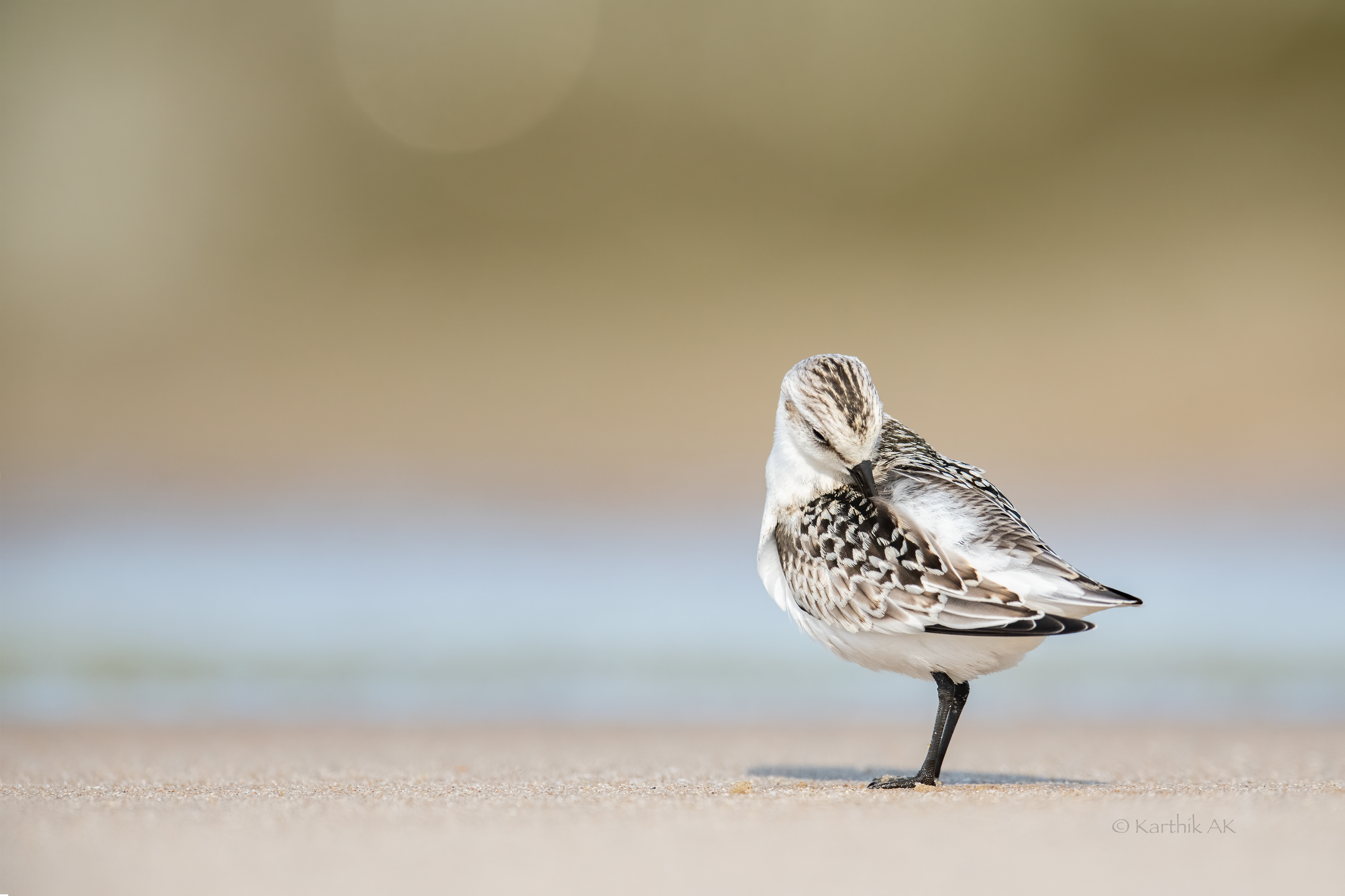 Sanderling preening