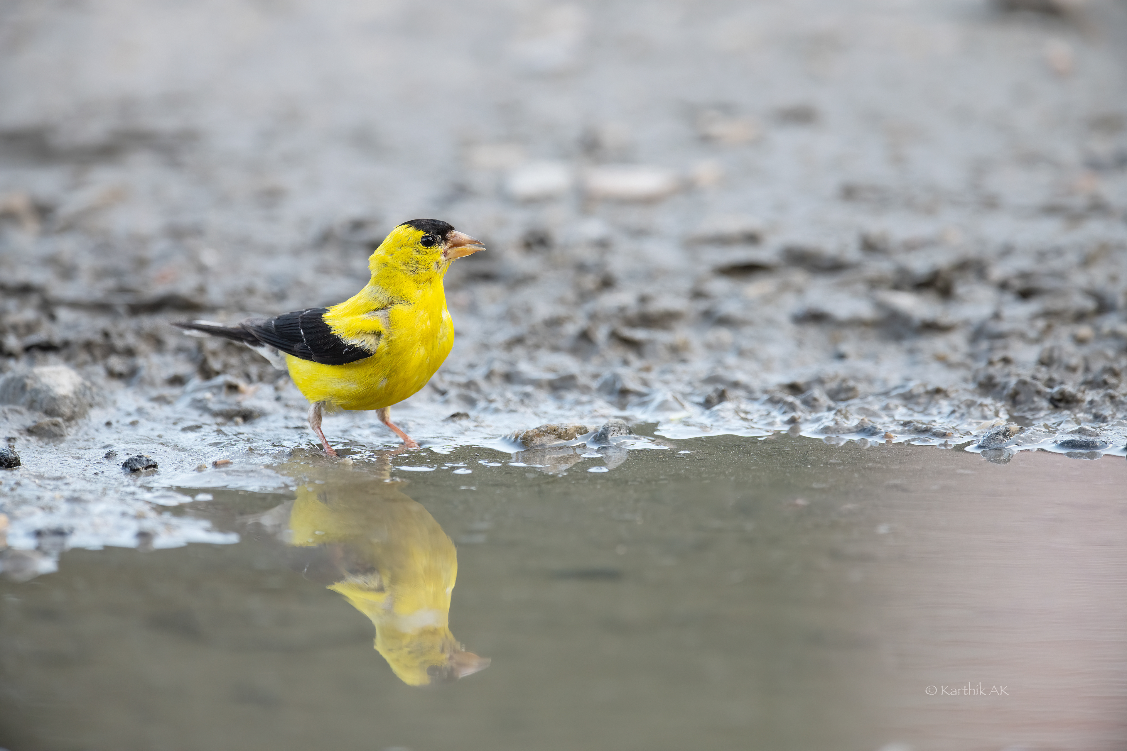 American Goldfinch | Spinus tristis | Milton, Delaware, USA