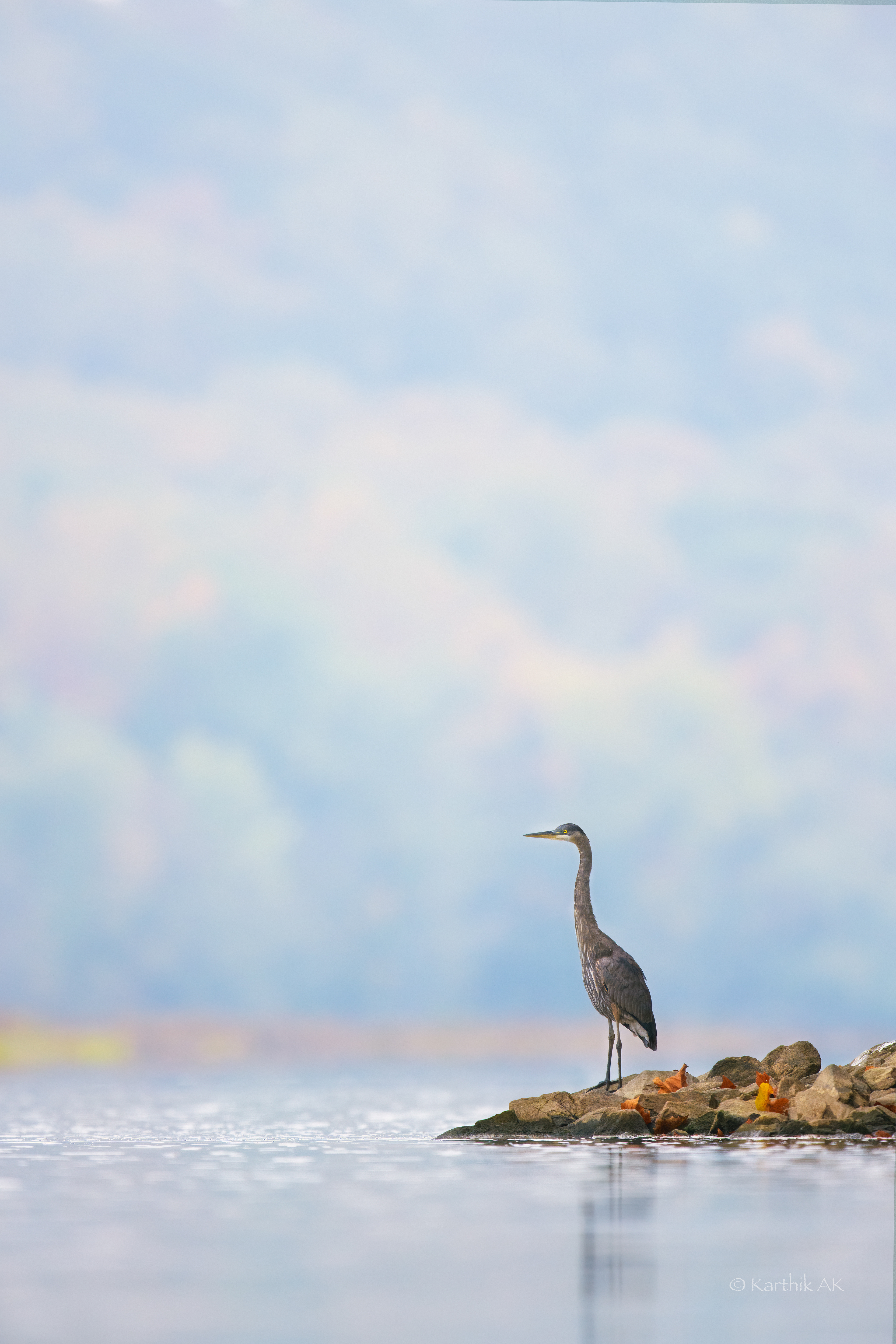 Great blue Heron | Ardea herodias | Conowingo dam, Maryland, USA