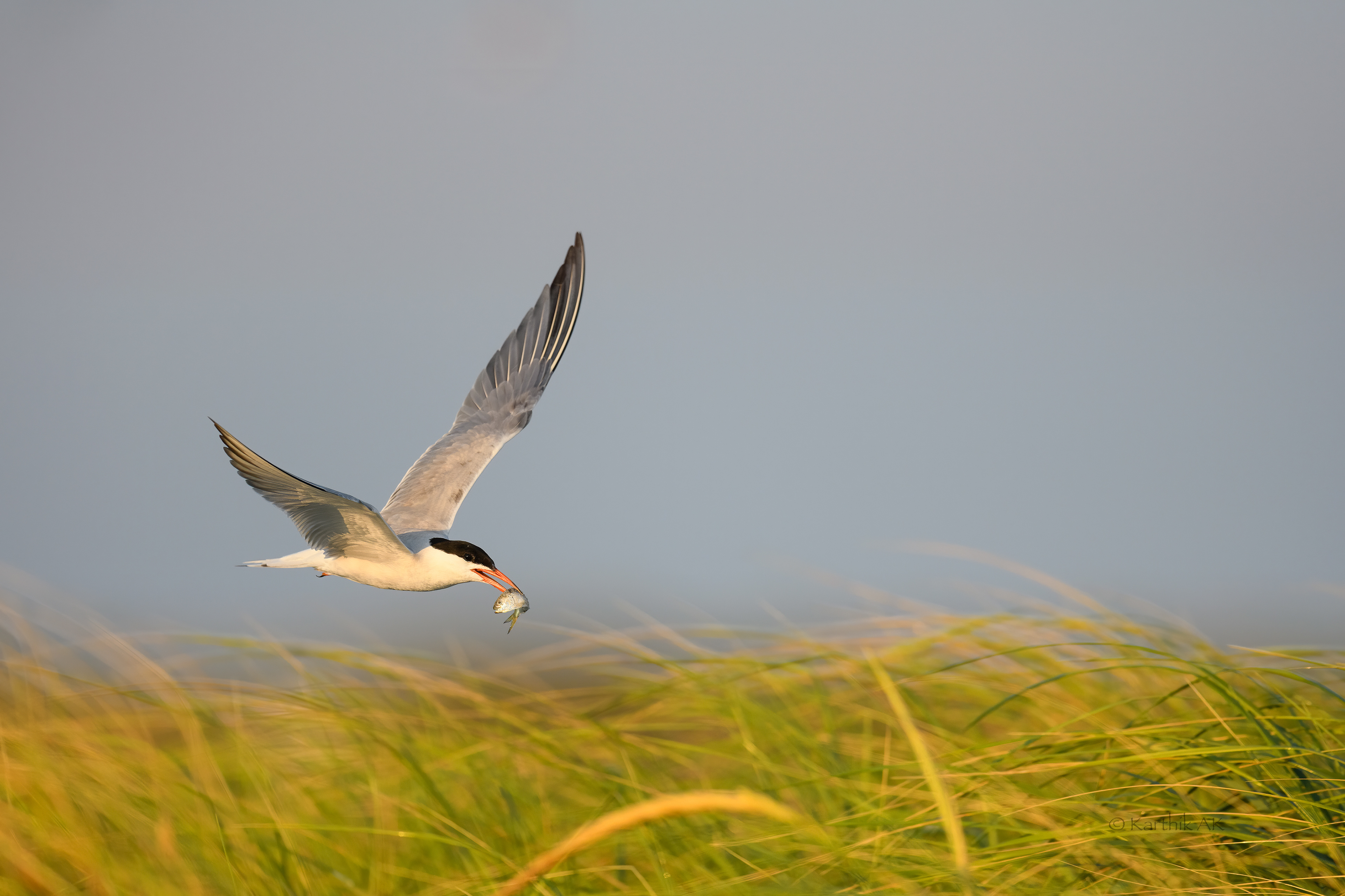 Common tern with fish | Sterna hirundo | Nassau County, New York, USA