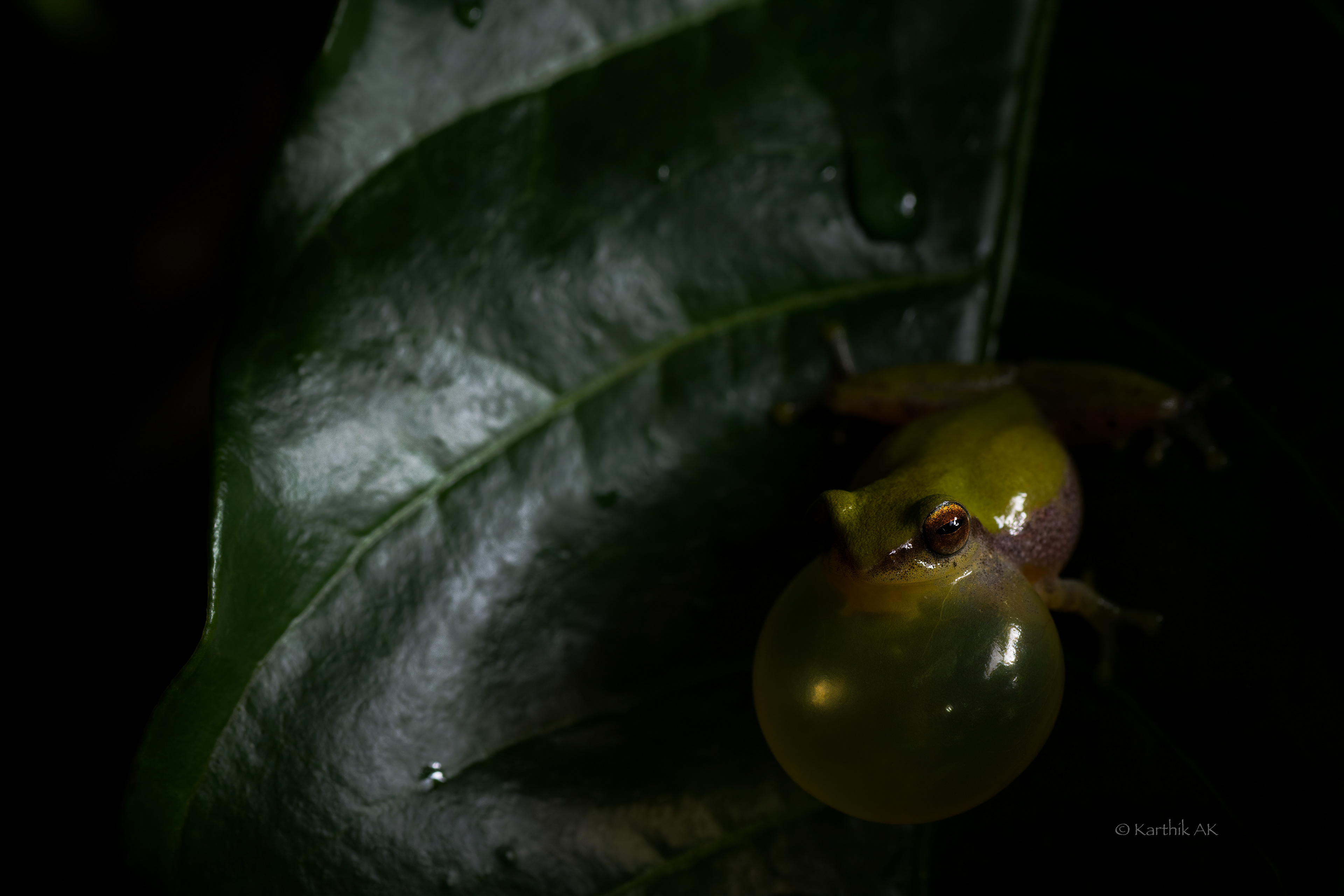 The variable | Raorchestes akroparallagi | Coorg, Karnataka, India