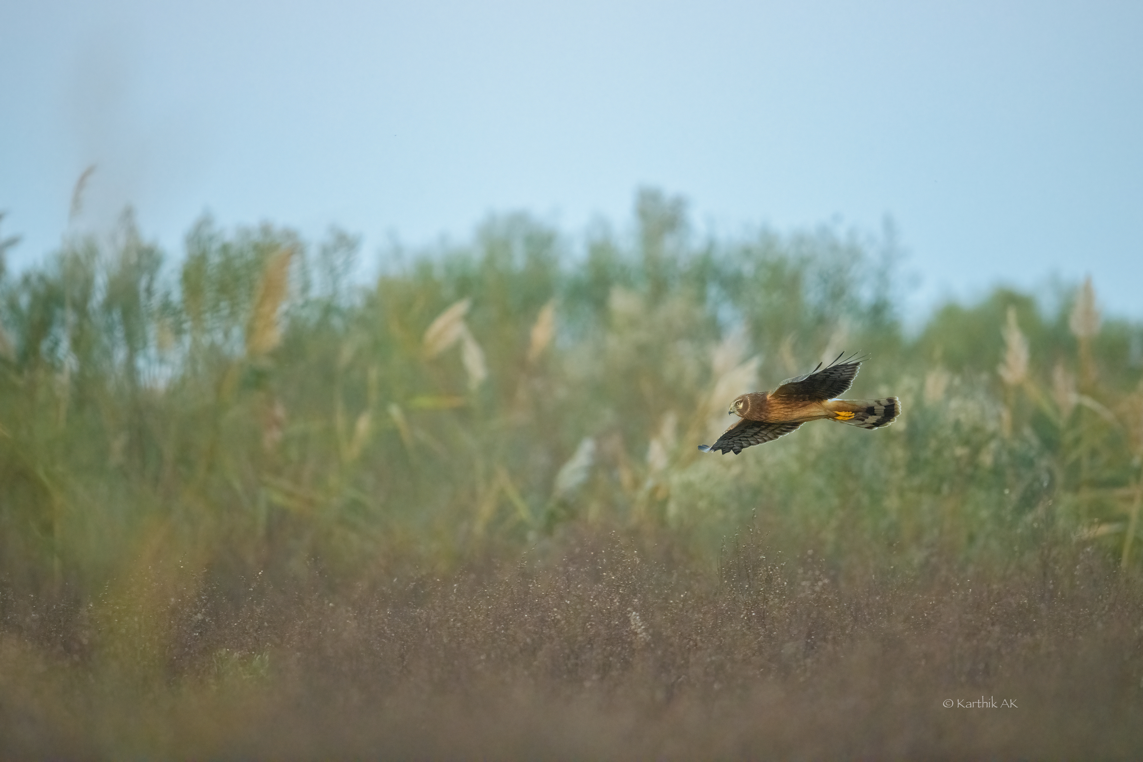 Northern Harrier | Circus hudsonius | Smyrna, Delaware, USA