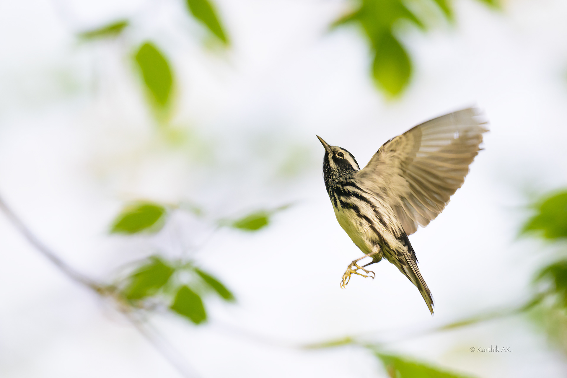 Black-and-white warbler | Mniotilta varia | Wilmington, Delaware, USA