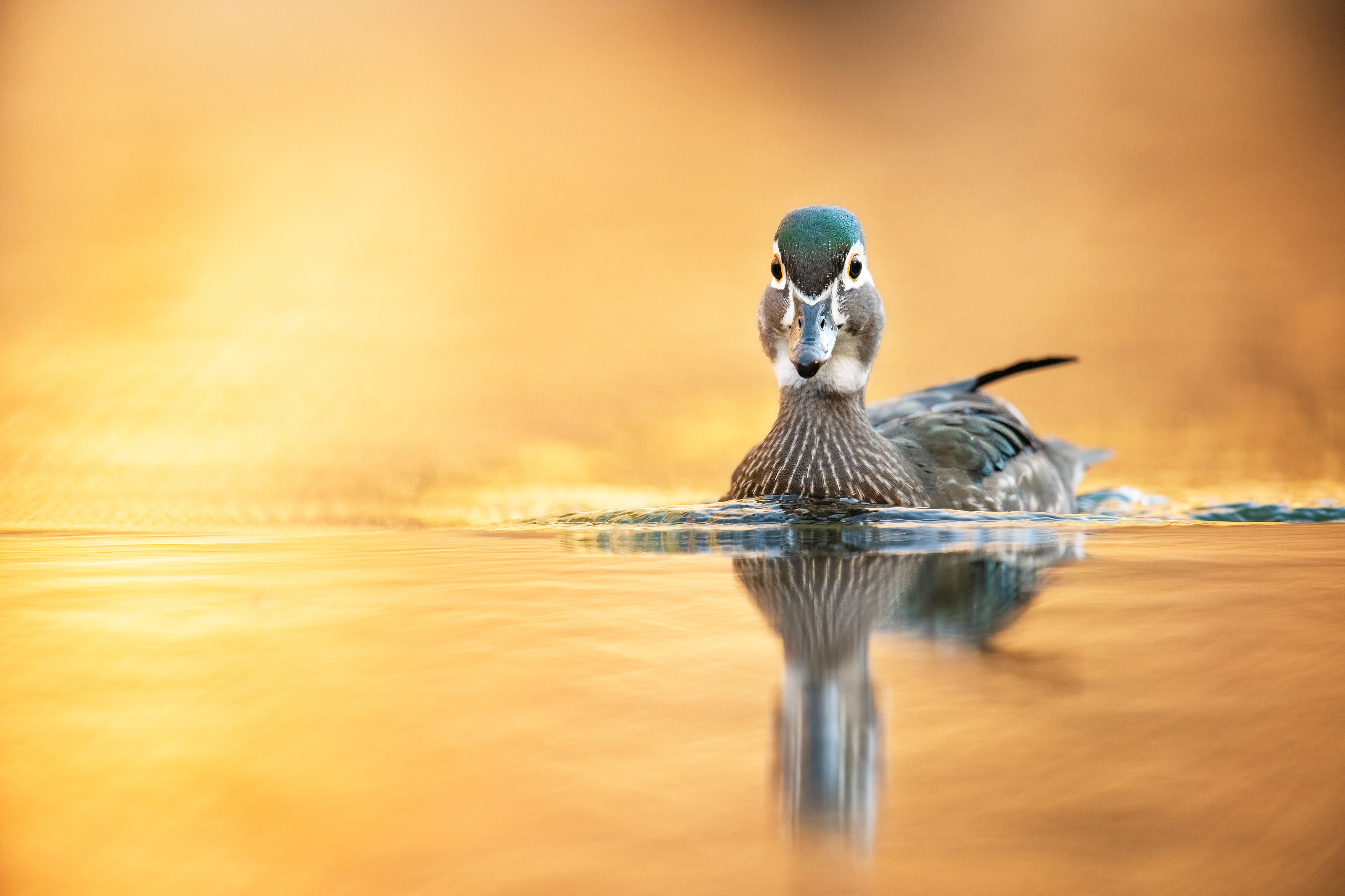 Wood Duck female | Aix sponsa | Philadelphia, Pennsylvania, USA