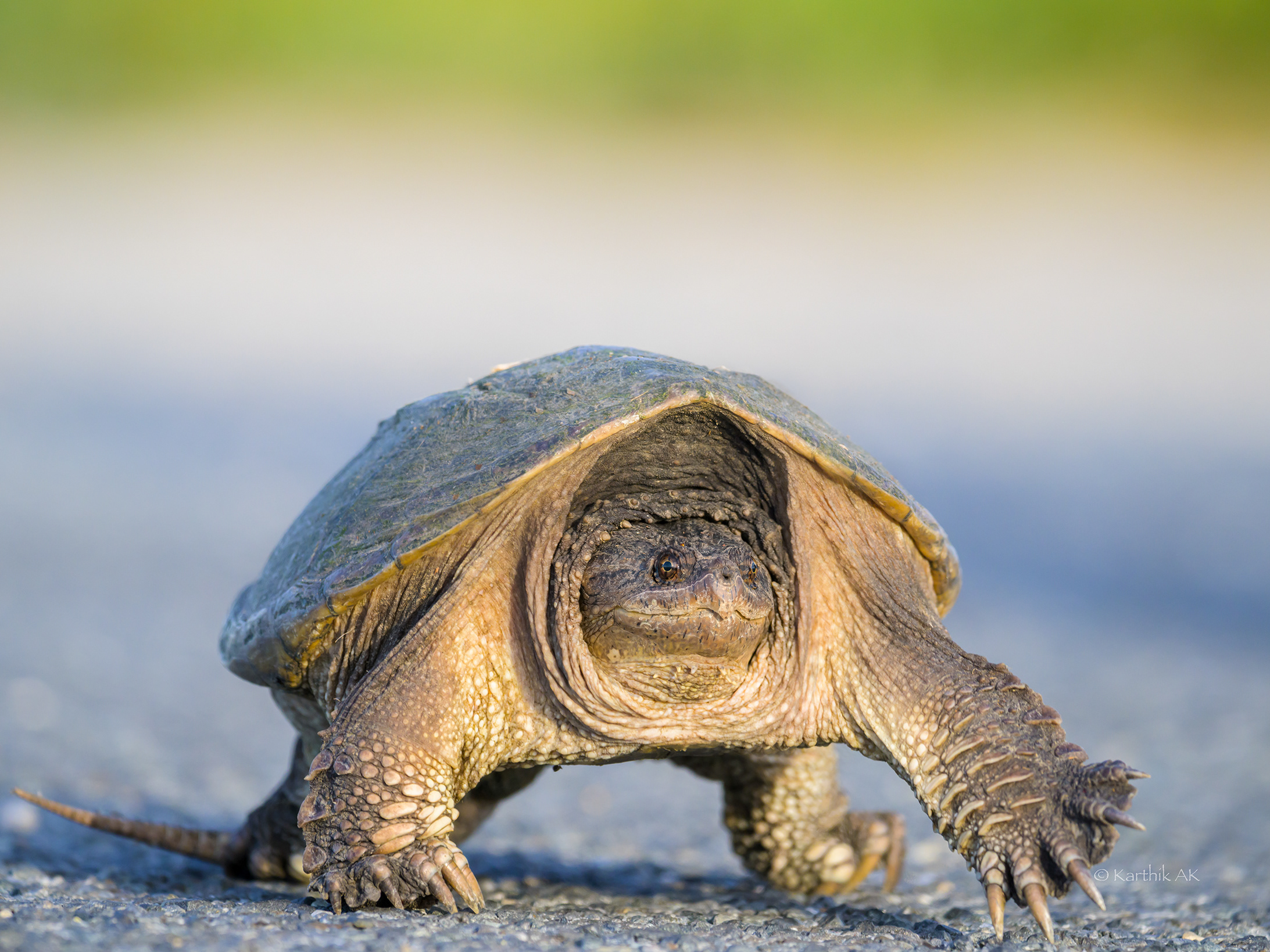 Karthik Ak - Reptiles