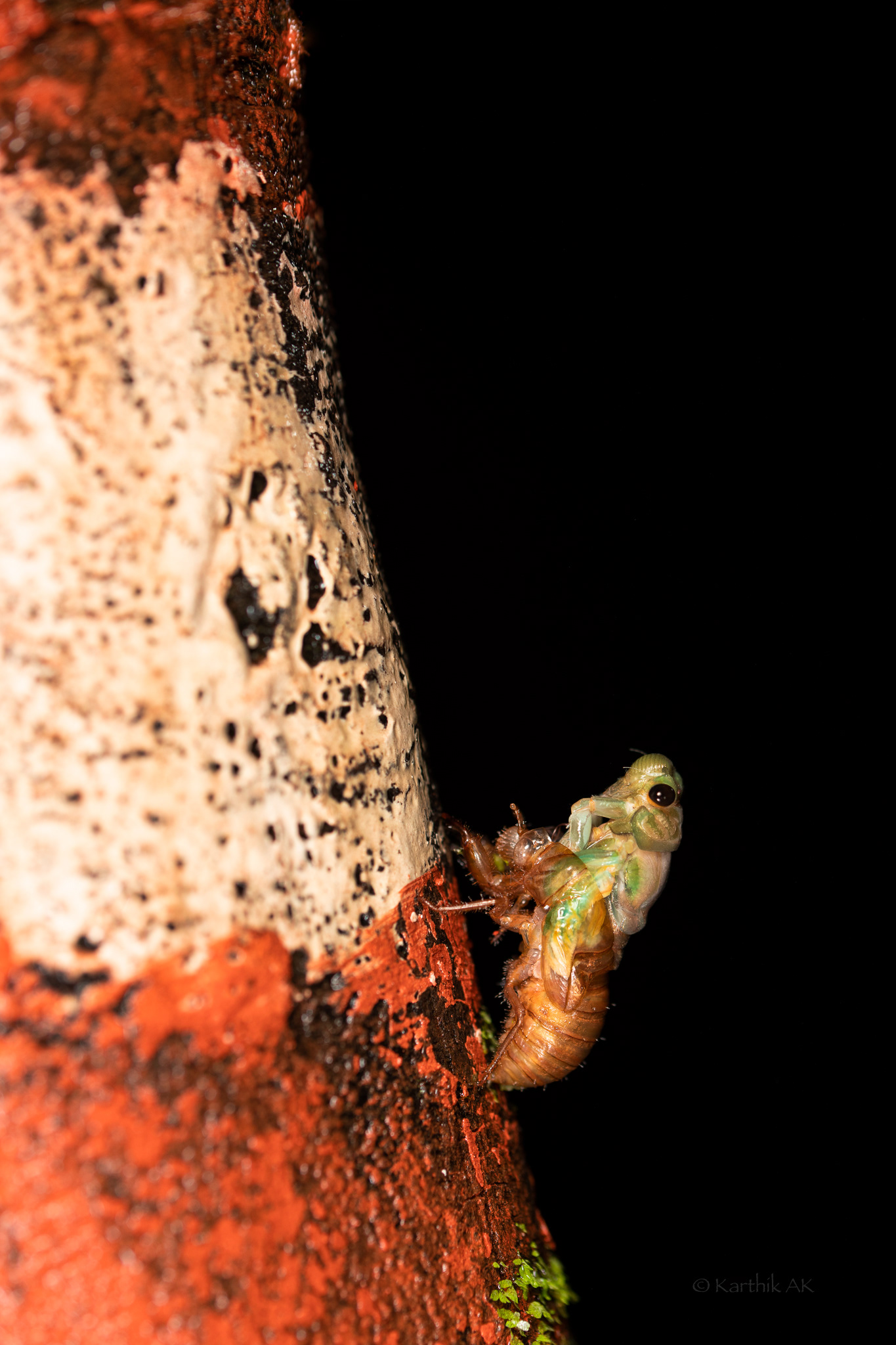 Cicada Emerging from cocoon | Amboli, Maharashtra, India