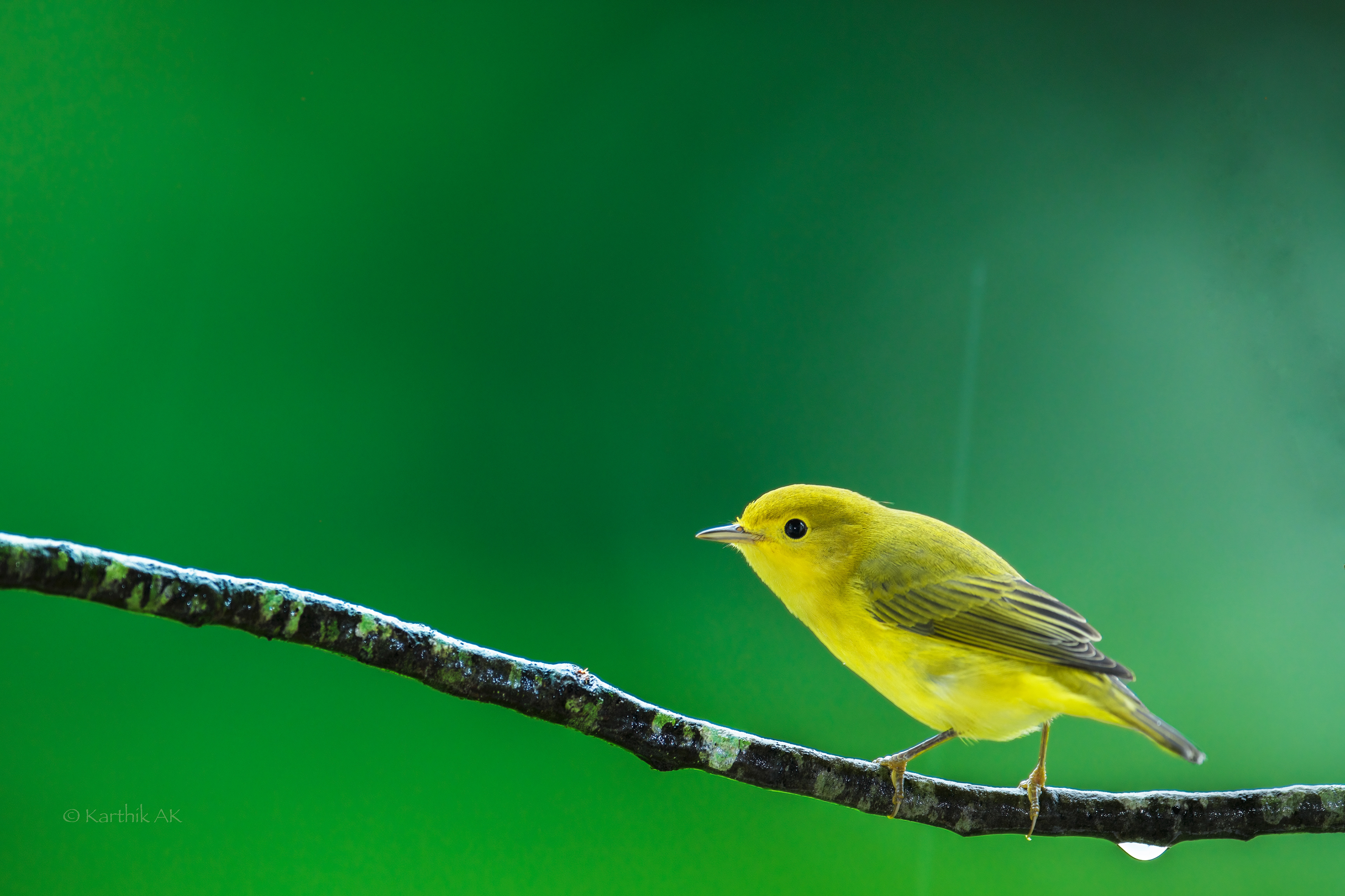 Yellow warbler | Setophaga petechia | Newark, Delaware, USA