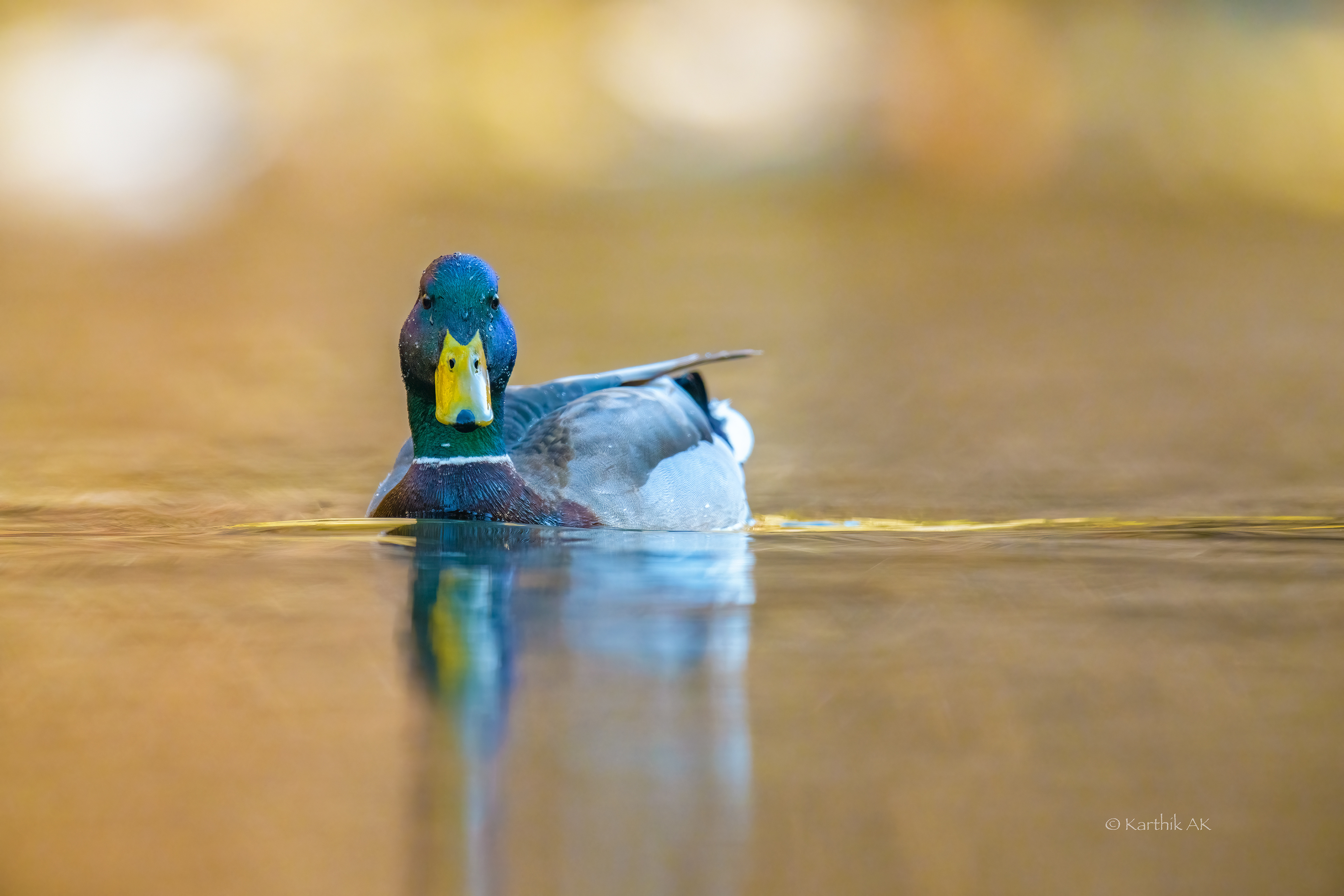 Mallard Duck male | Anas platyrhynchos | Philadelphia, Pennsylvania, USA