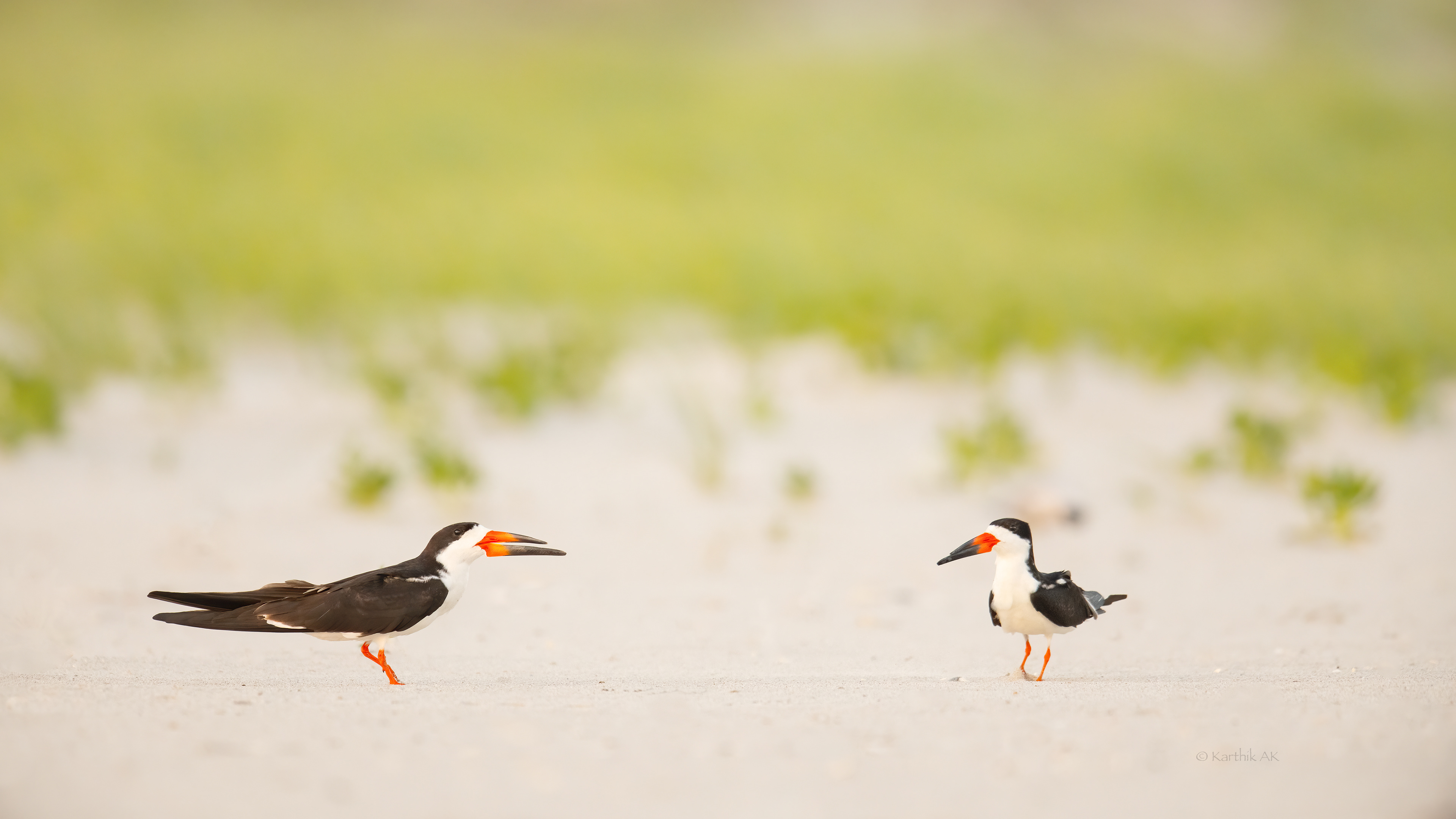Black skimmers pair