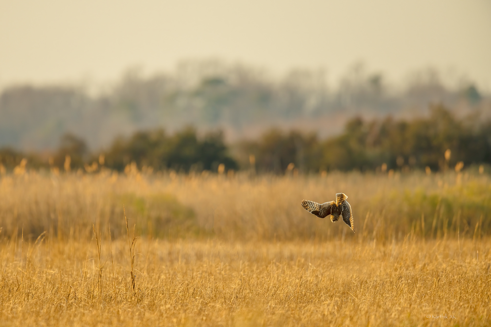 The Hunt