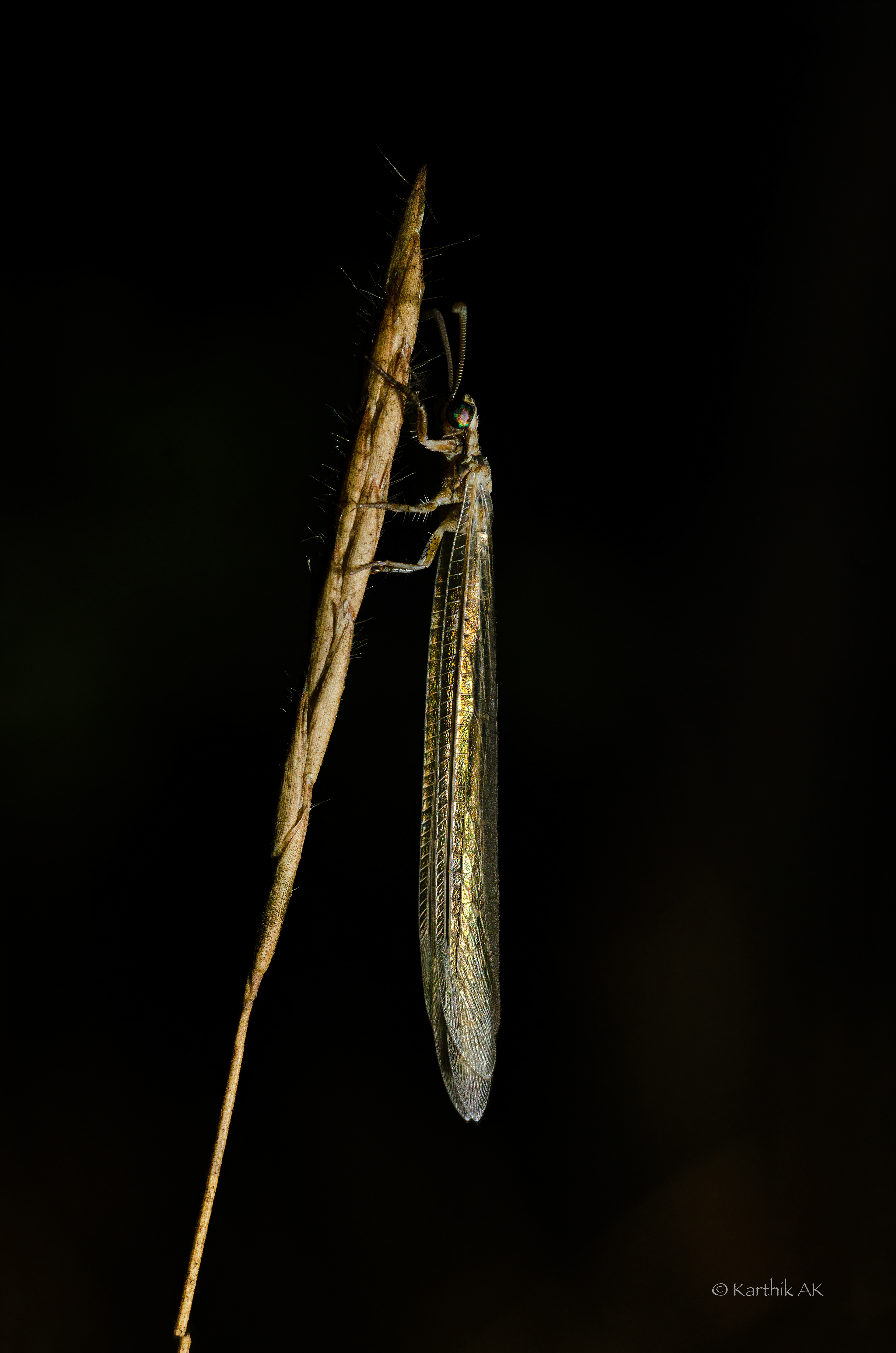 GOLD | Antlion| Bengaluru, Karnataka, India