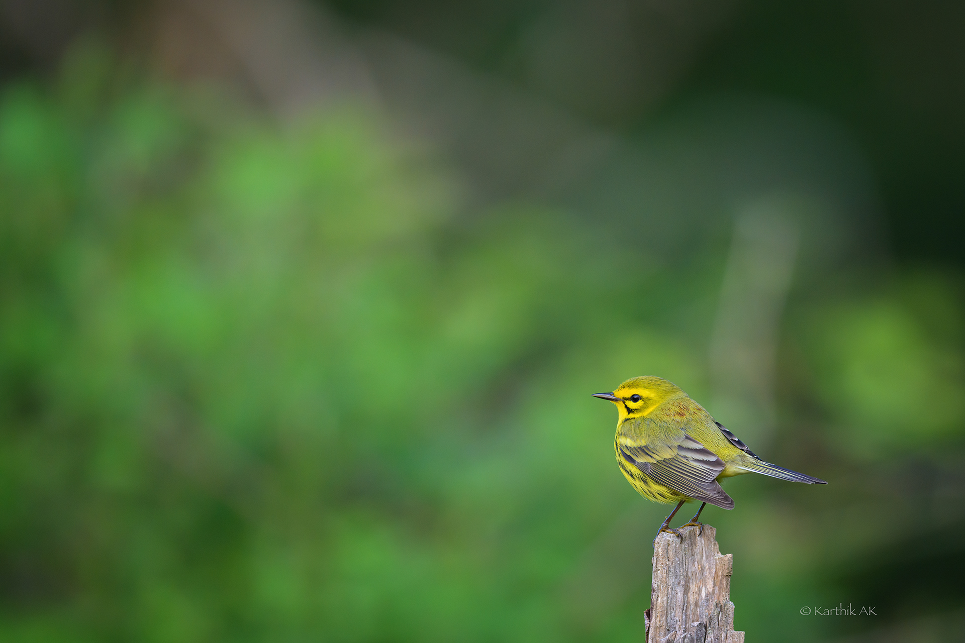 Prairie warbler | Setophaga discolor | Wilmington, Delaware, USA