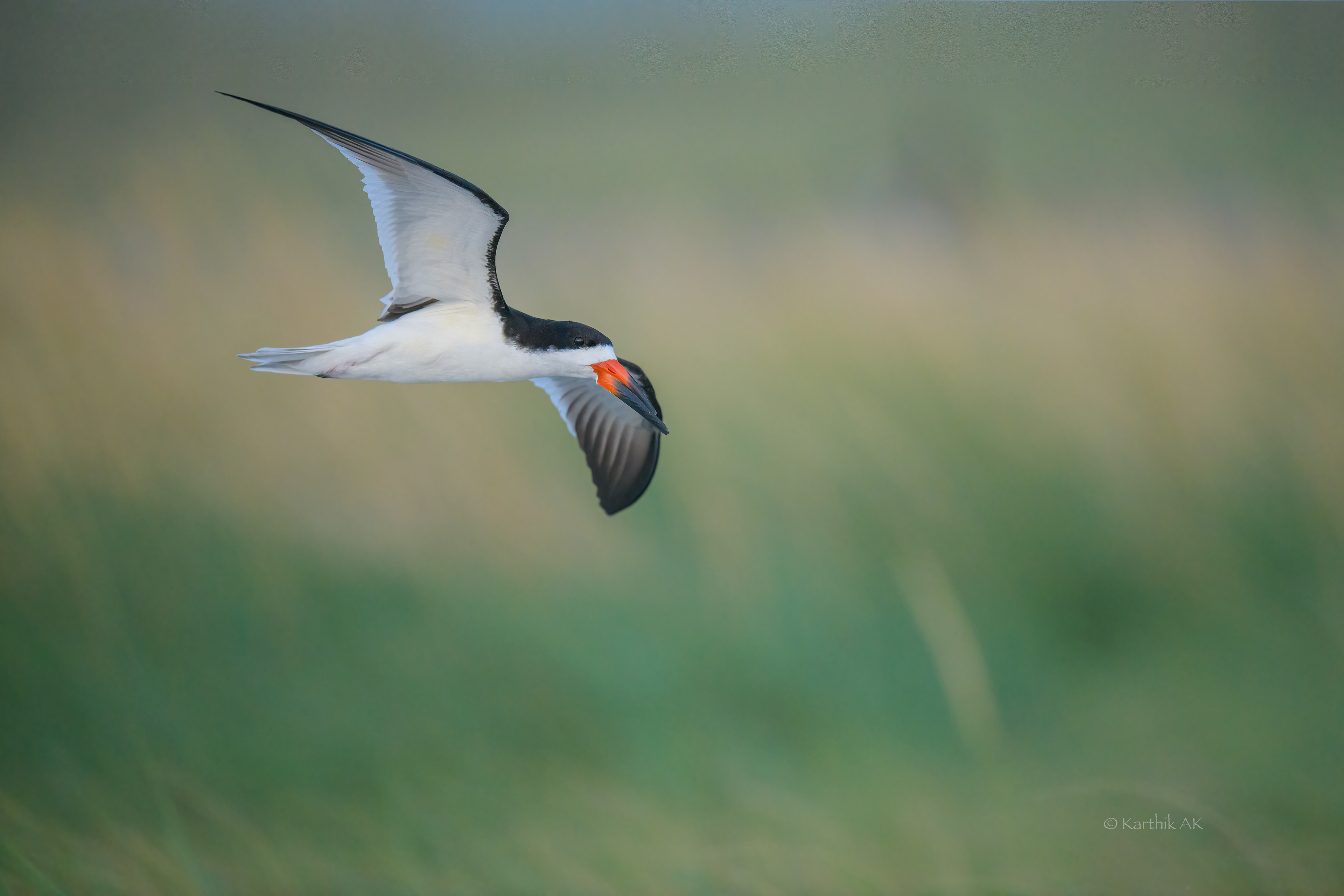 Skimmer in fading light
