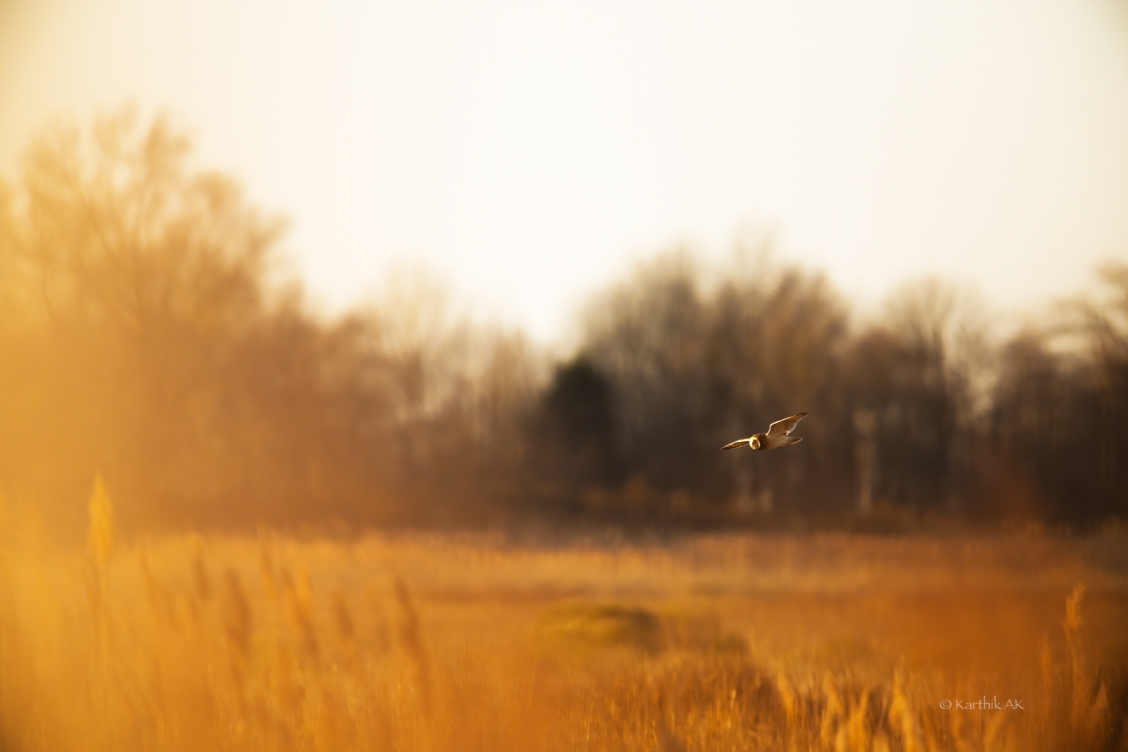 The Flight