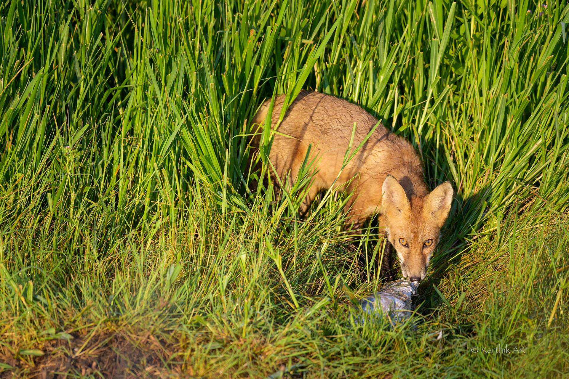 Red Fox scavenging on fish
