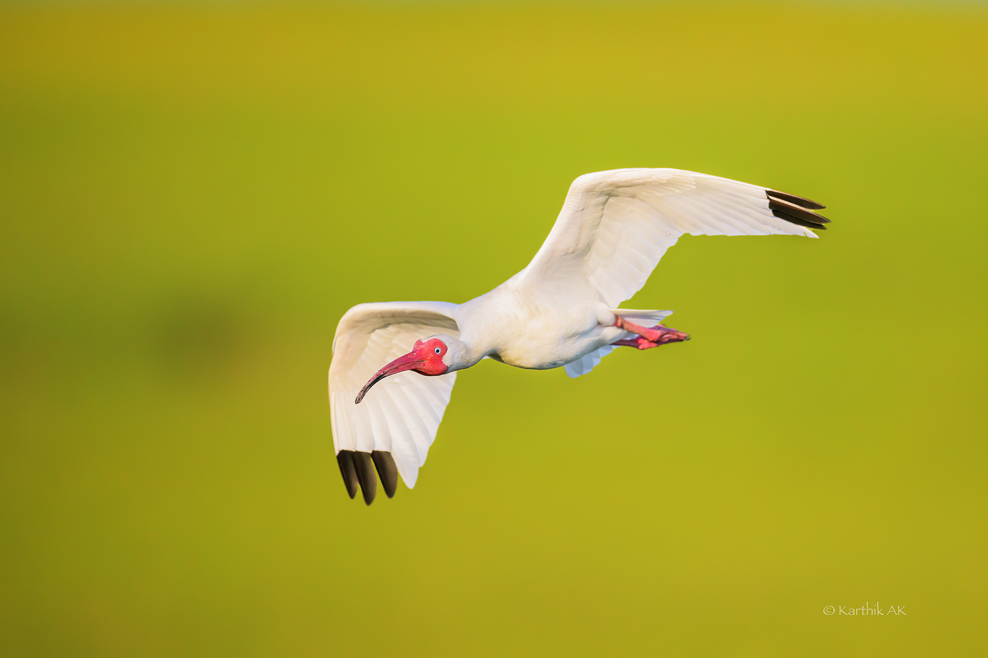 White Ibis