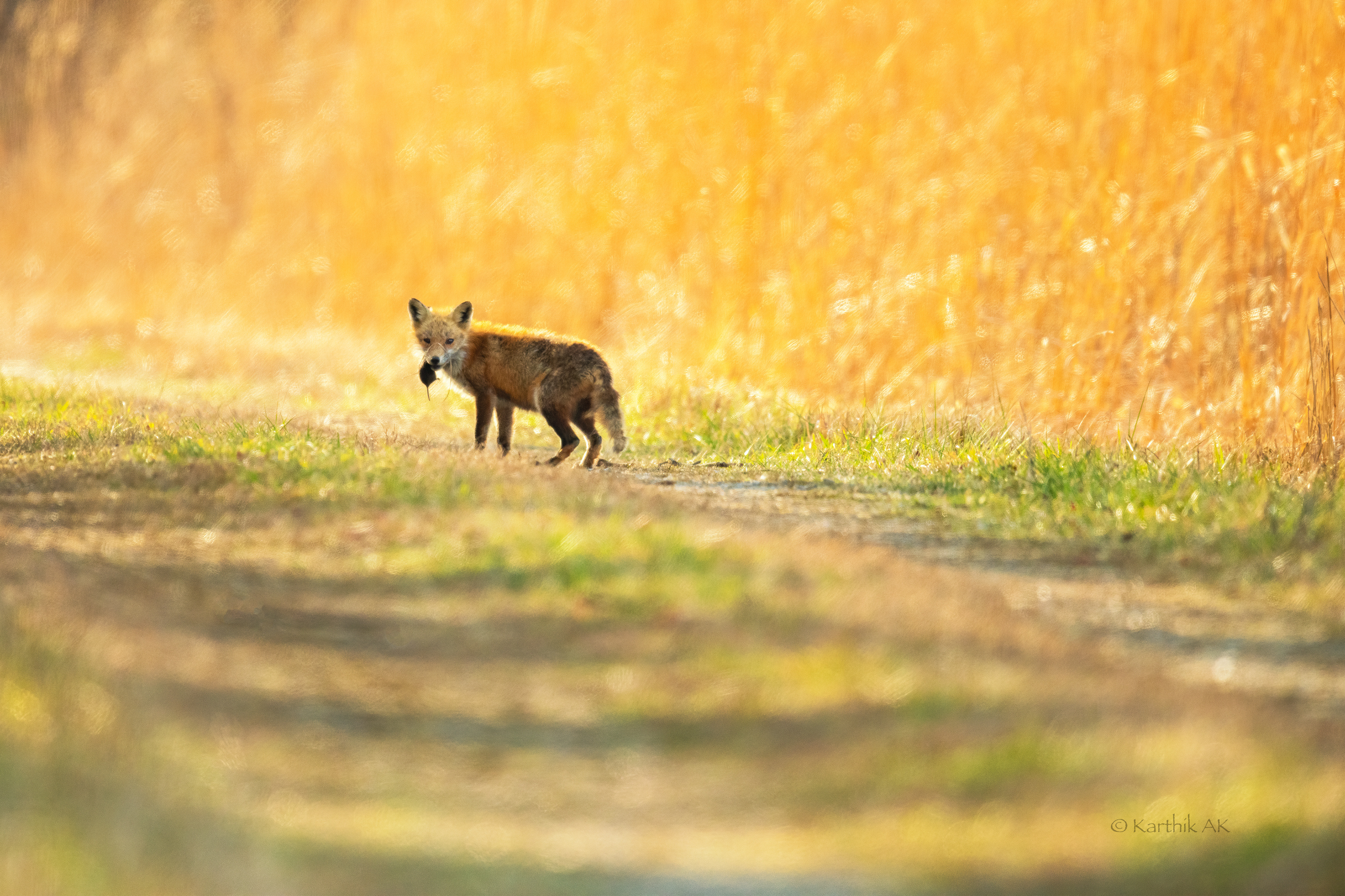 Red Fox with rodent kill