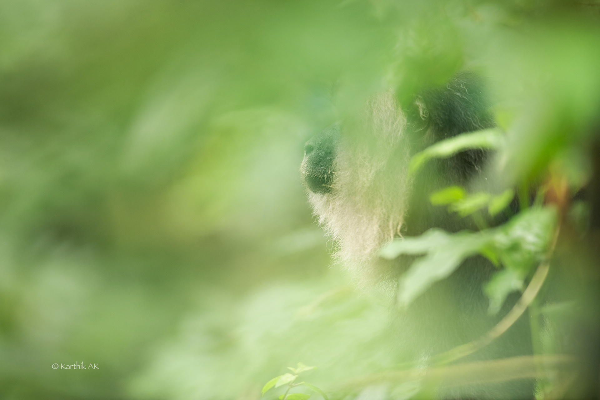 The King of Trees - LTM alpha male on the move