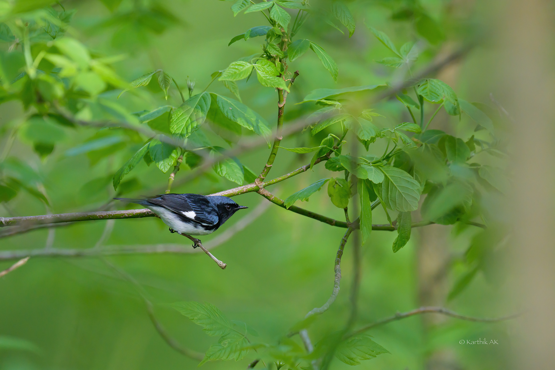 Black throated blue warbler | Setophaga caerulescens | Wilmington, Delaware, USA