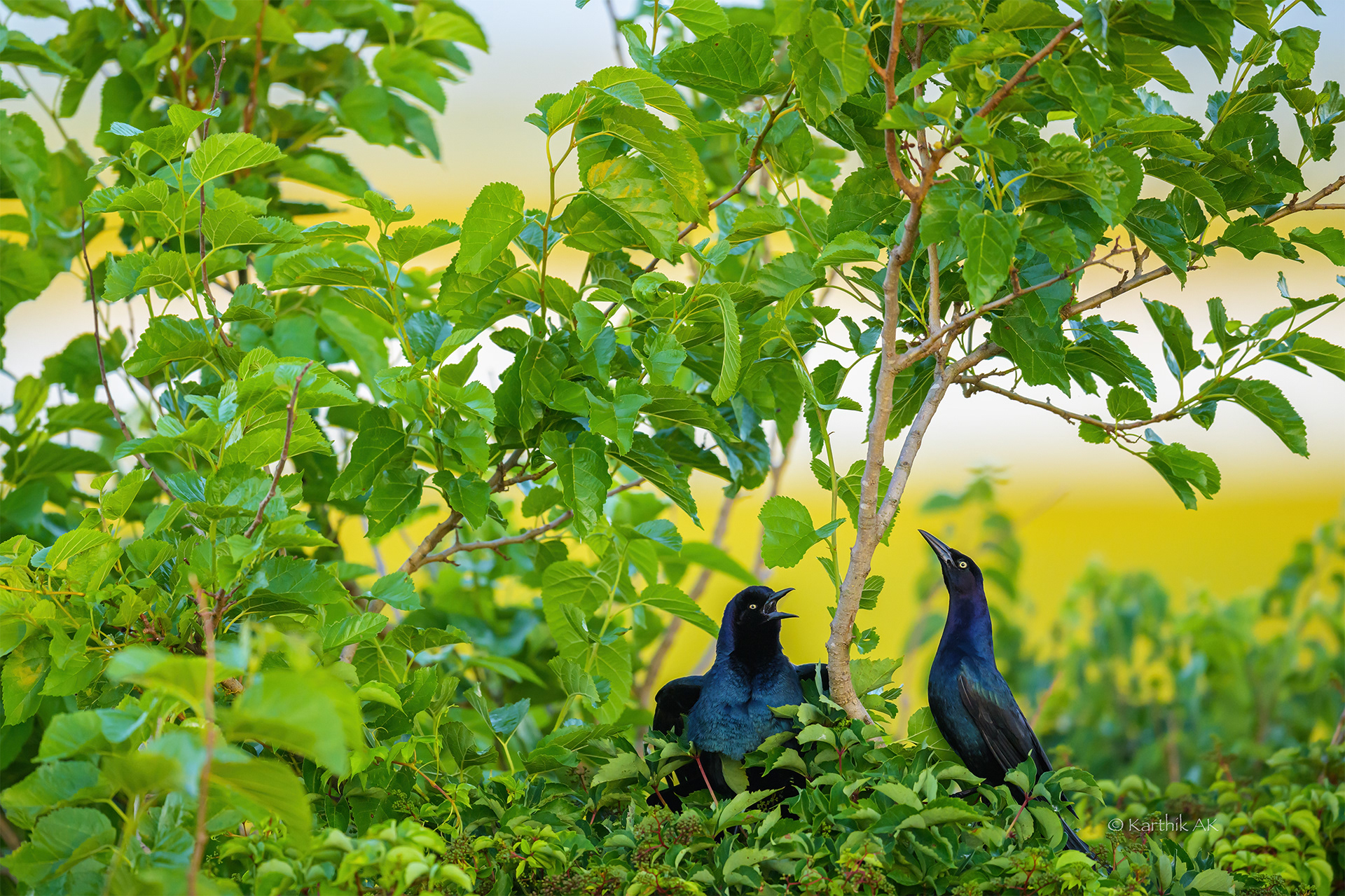 Great Tailed Grackle courtship