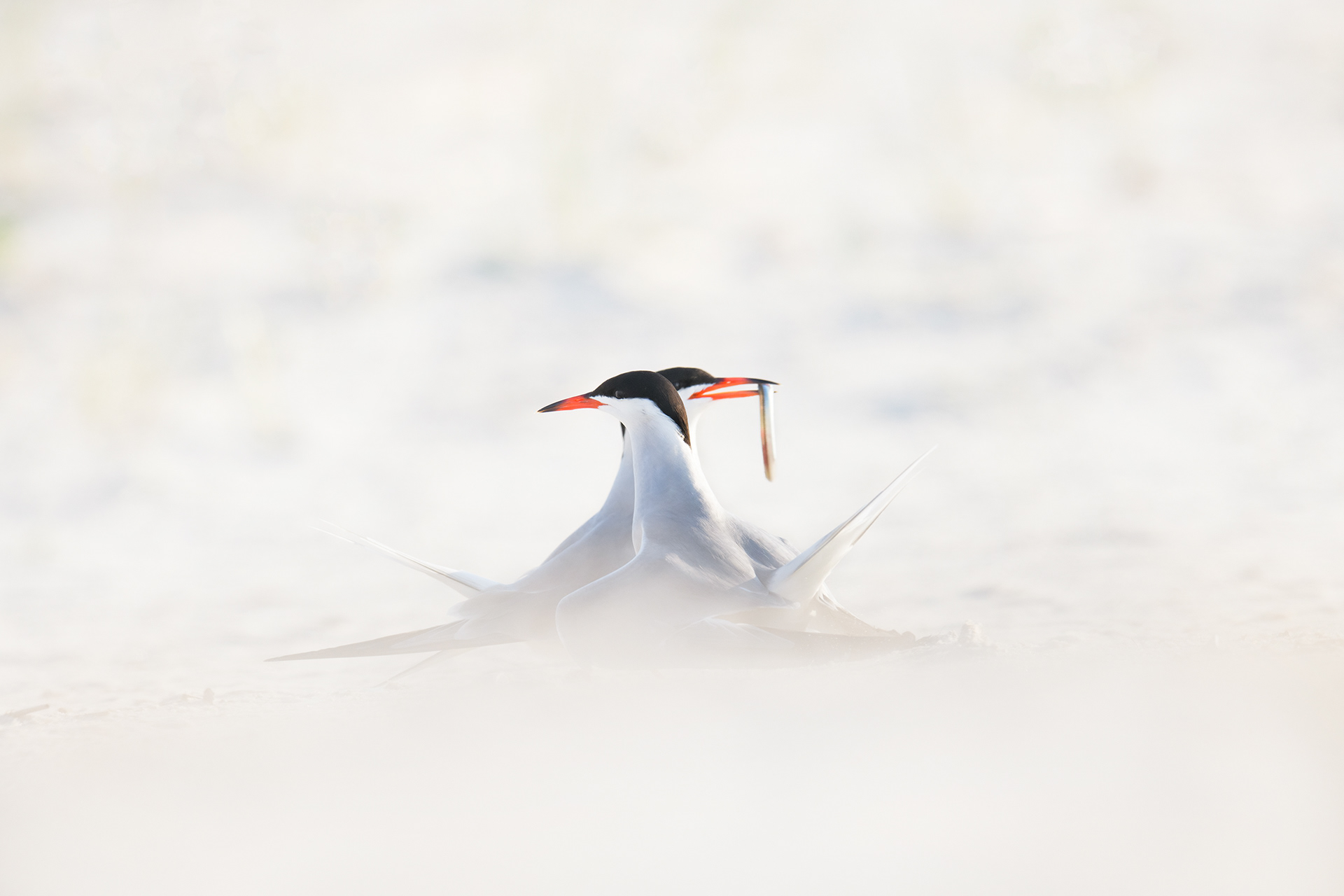 Terns in courtship display