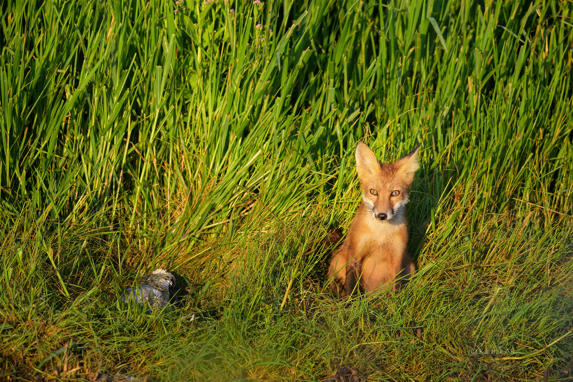 Red Fox scavenging on fish