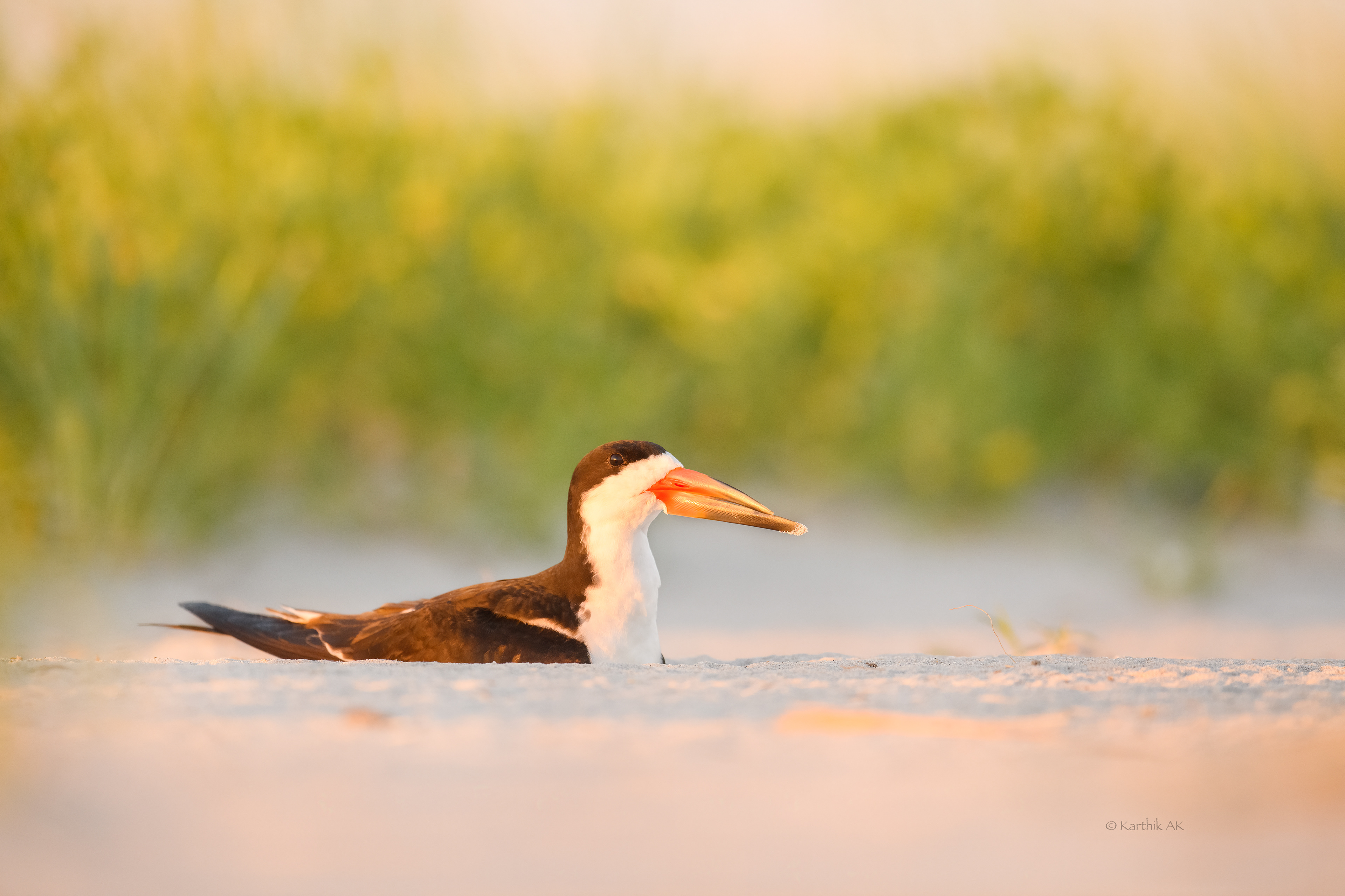 Black skimmer on its nest in evening light.