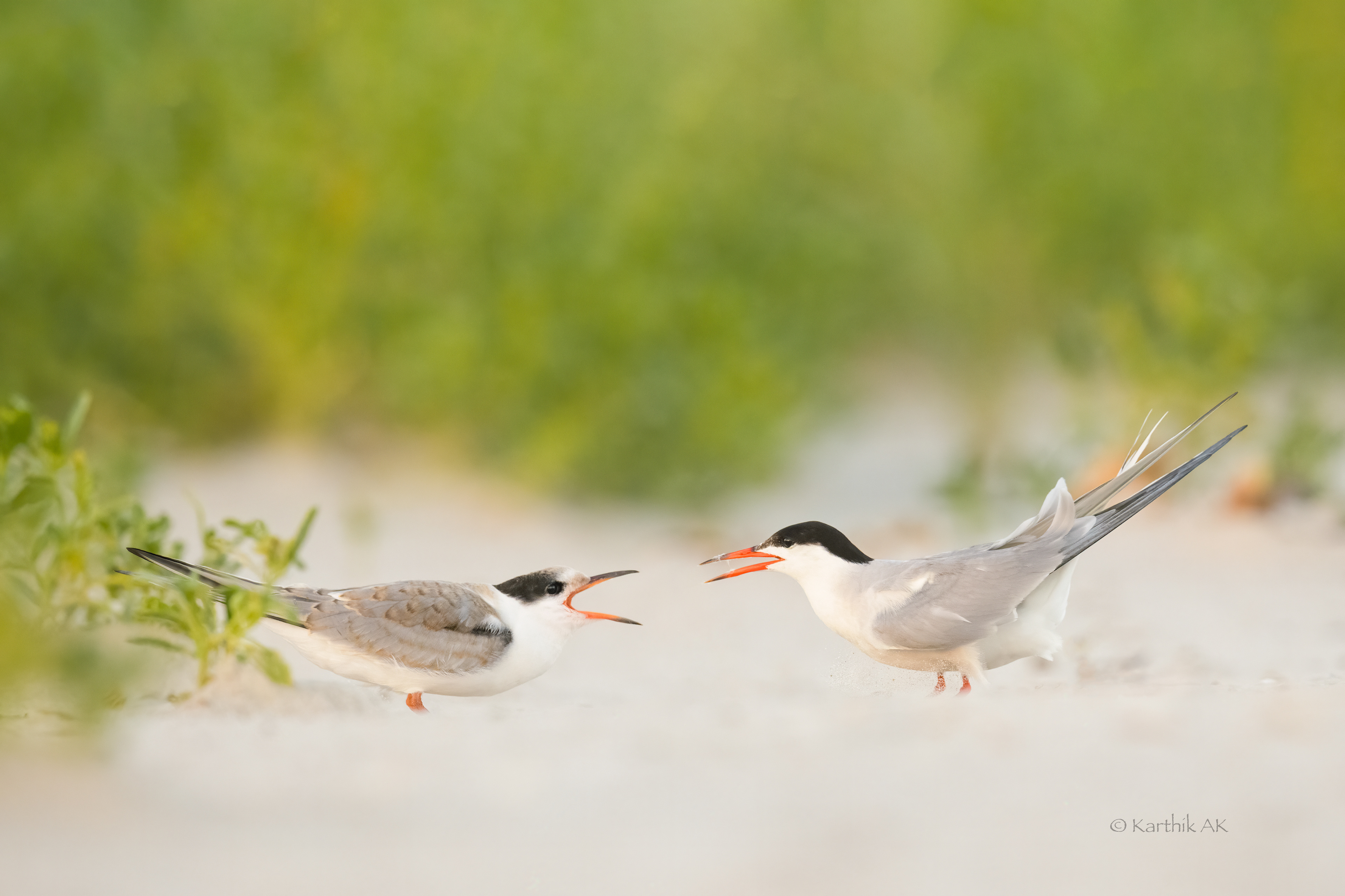 Common tern chick greeting its parent | Sterna hirundo | Nassau County, New York, USA