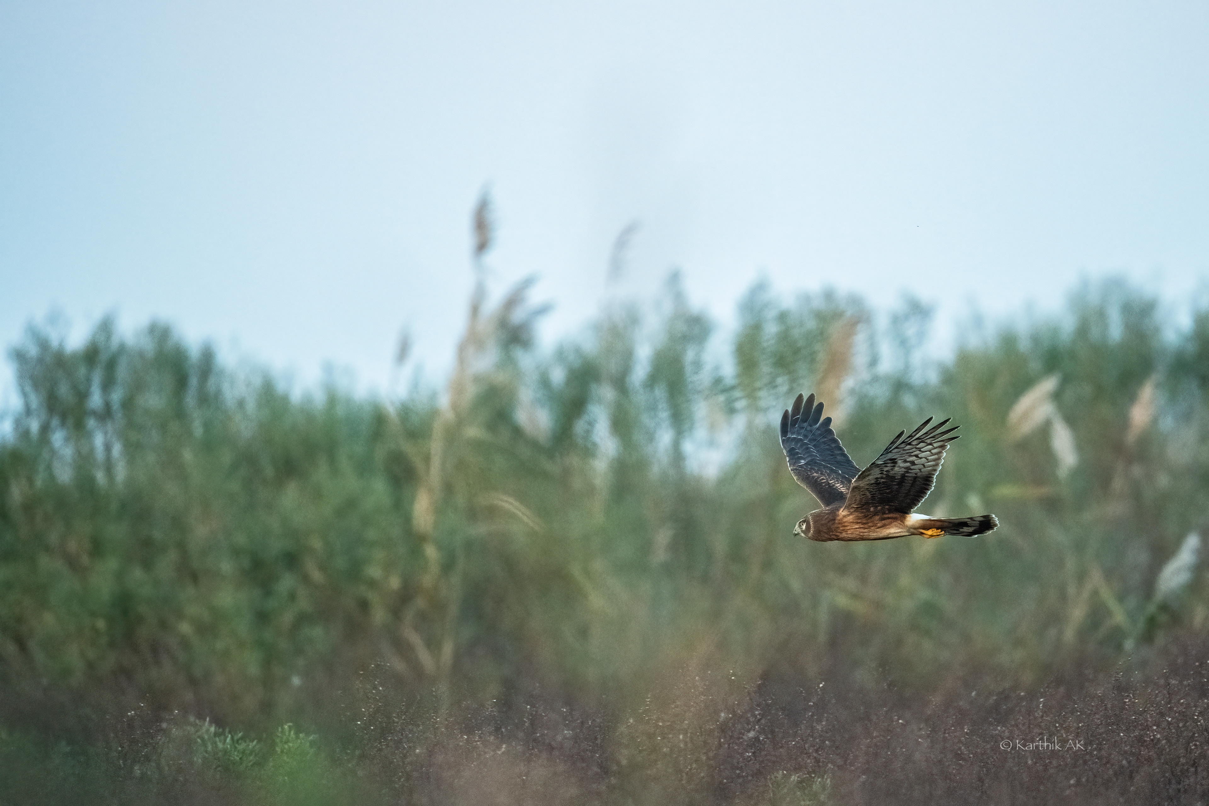 Northern Harrier | Circus hudsonius | Smyrna, Delaware, USA
