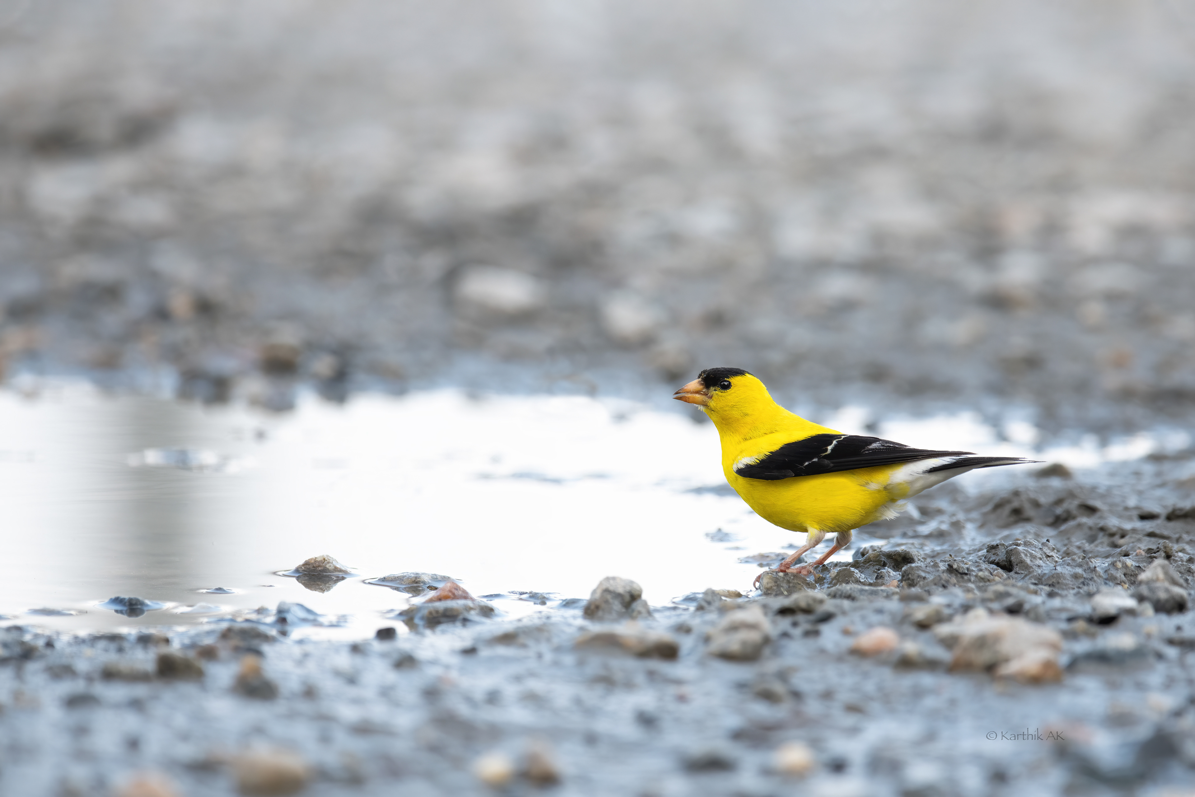 American Goldfinch | Spinus tristis | Milton, Delaware, USA