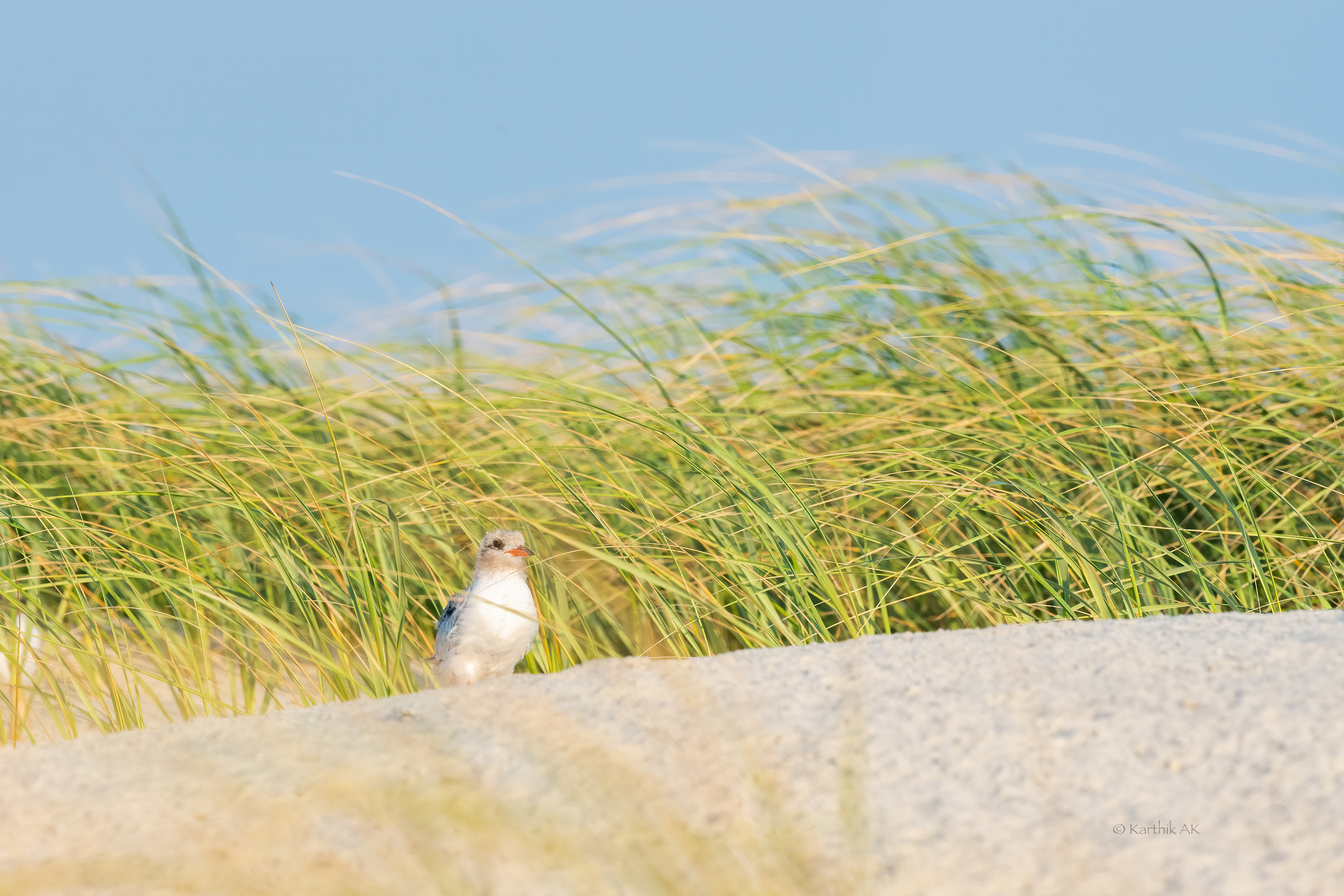 Common tern chick waiting for its parents to feed | Sterna hirundo | Nassau County, New York, USA