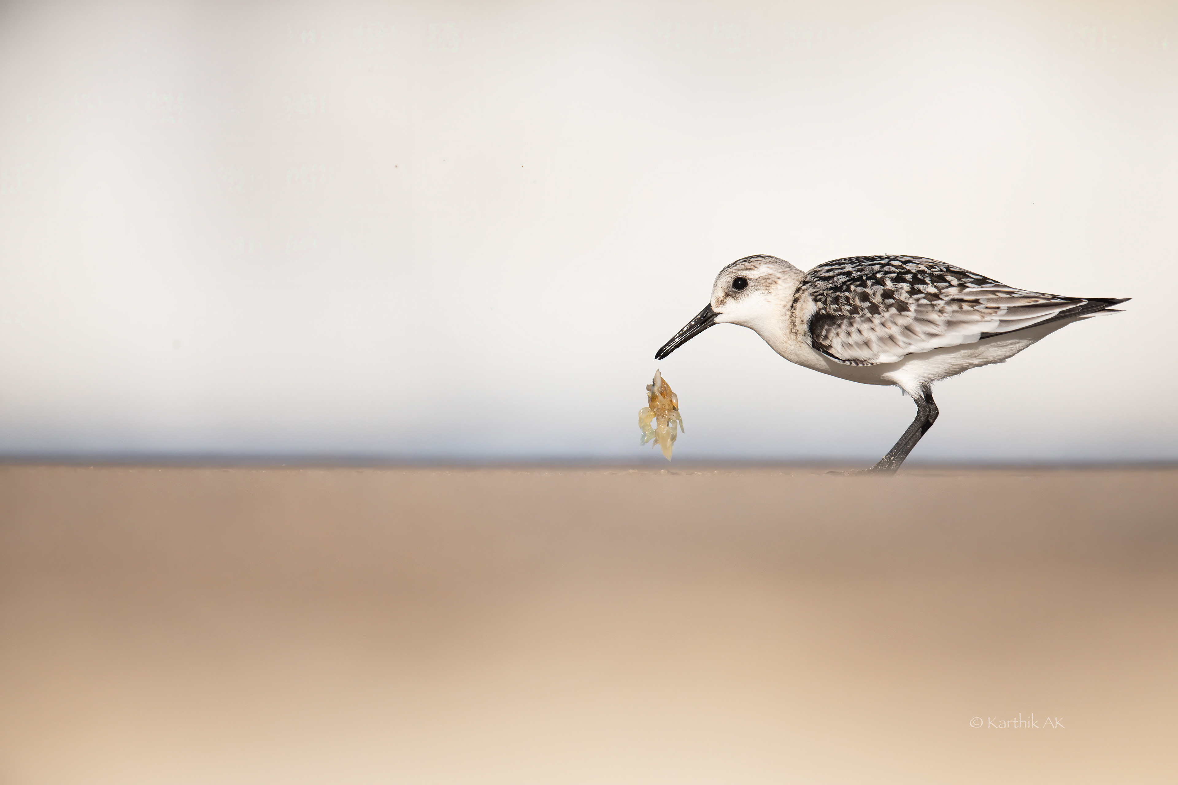 Sanderling with kill