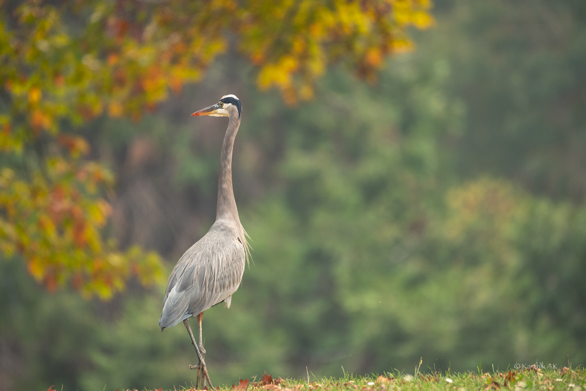 Great blue Heron | Ardea herodias| San Jose, California, USA