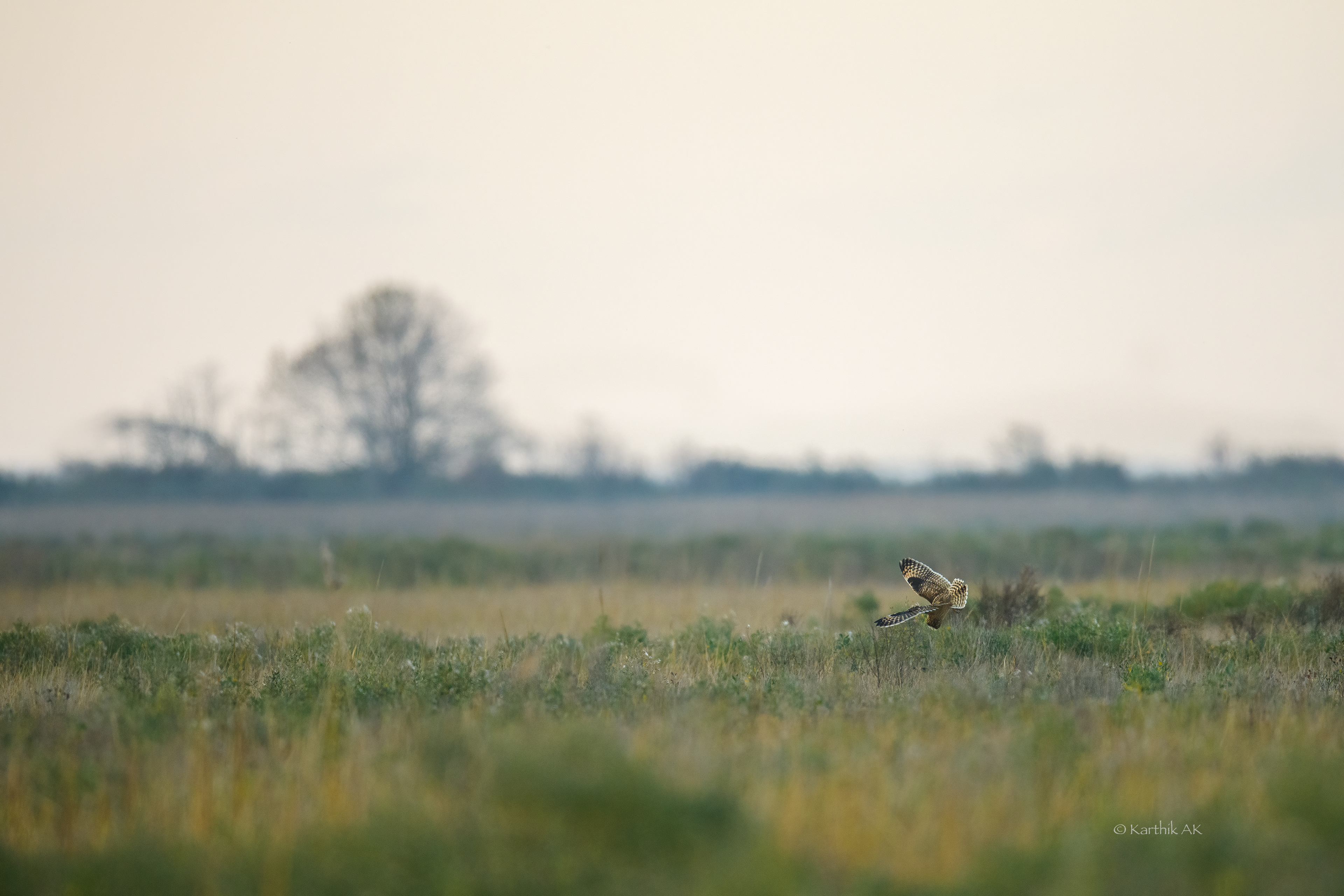 The Hunt