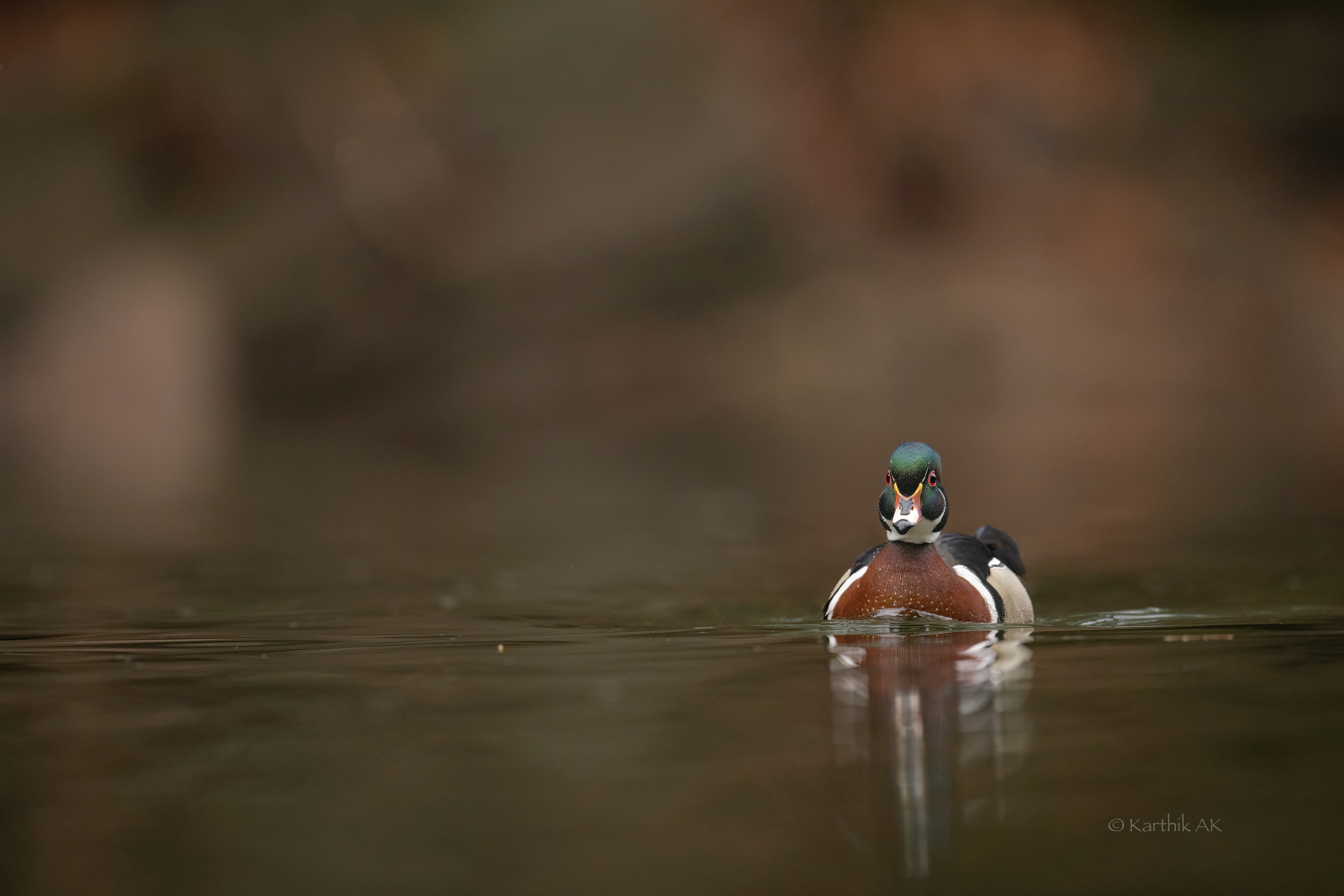 Wood Duck male | Aix sponsa | Philadelphia, Pennsylvania, USA