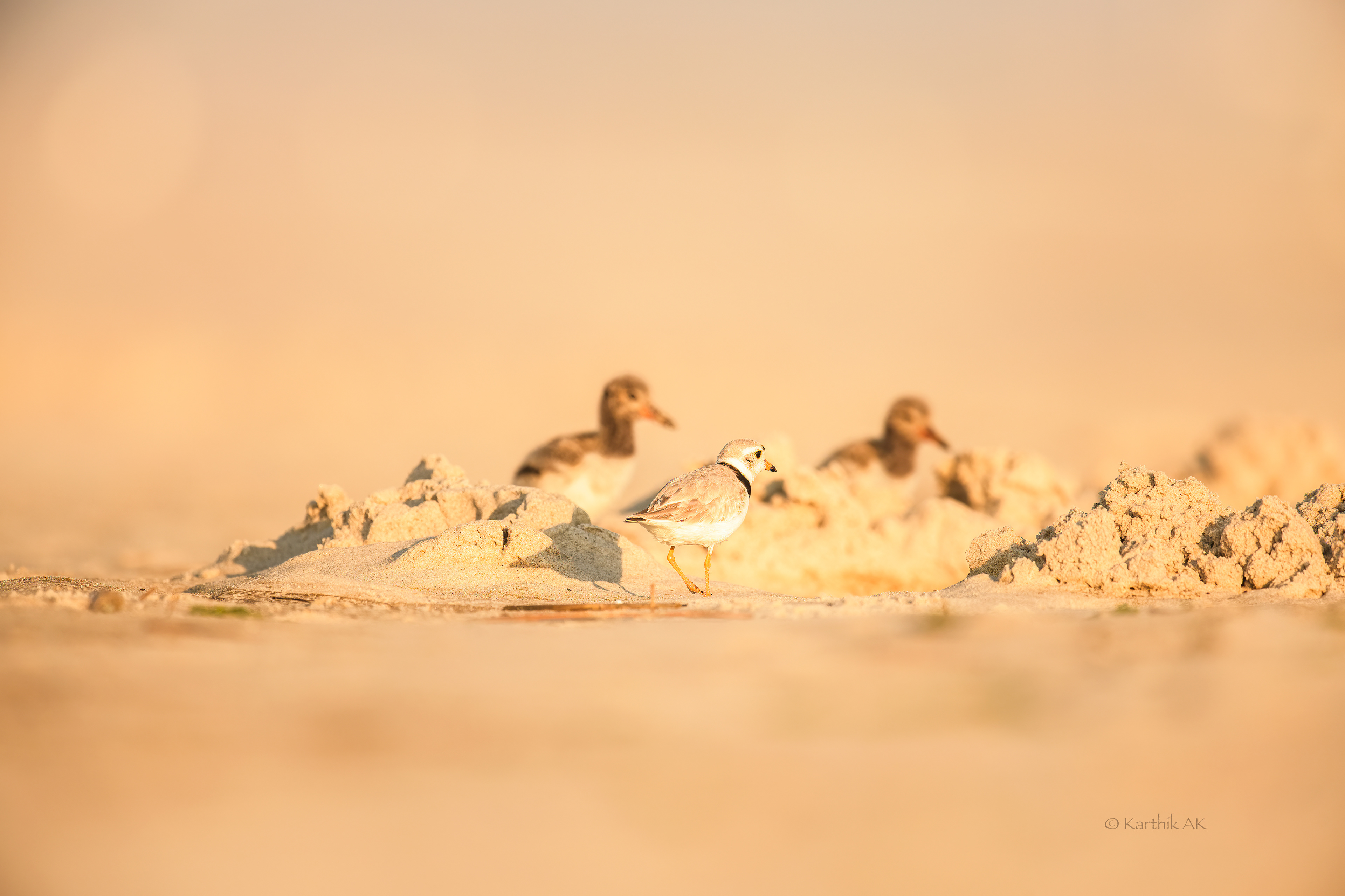 Piping amongst American Oyster Catcher chicks