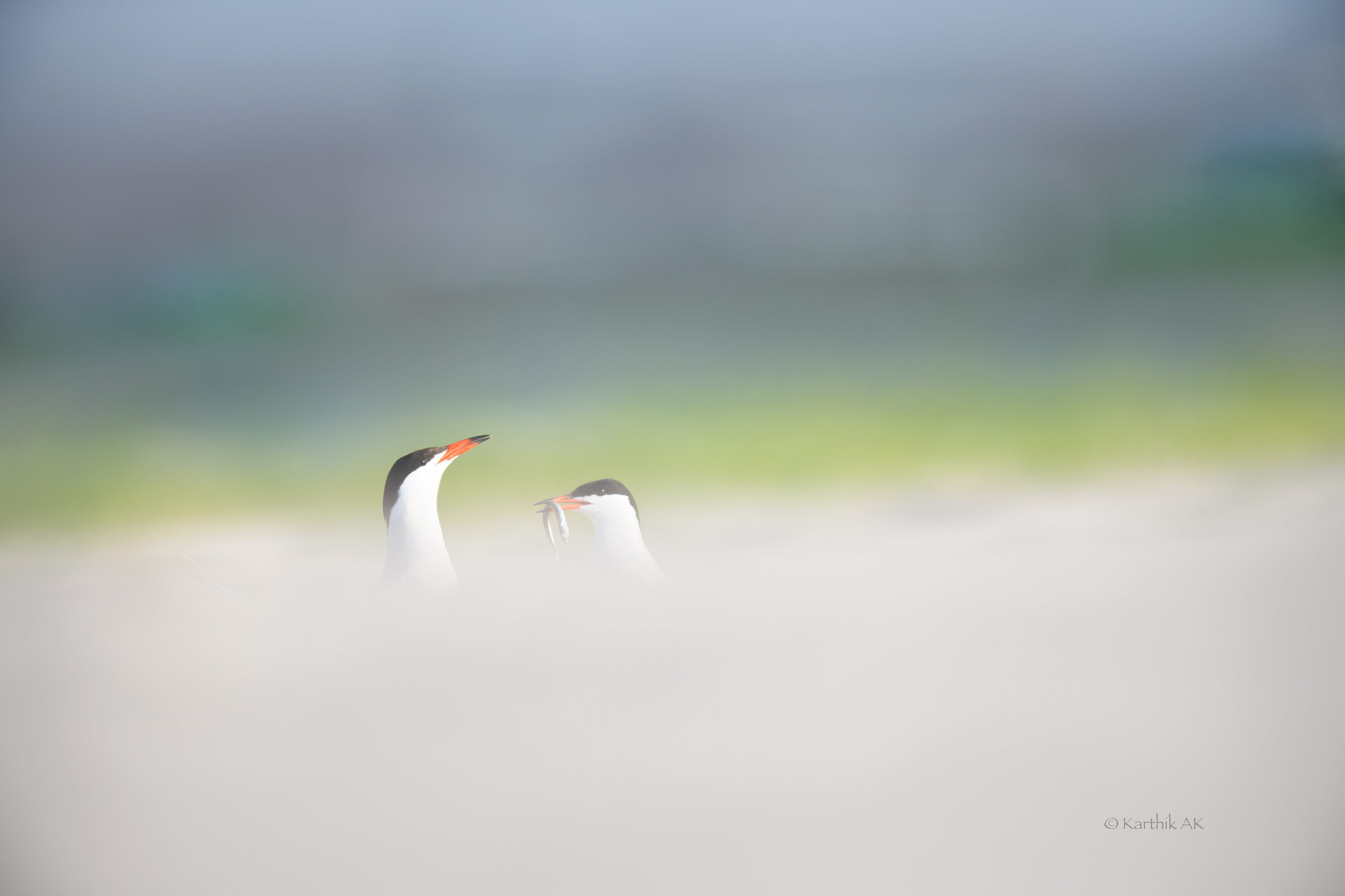Terns in courtship display