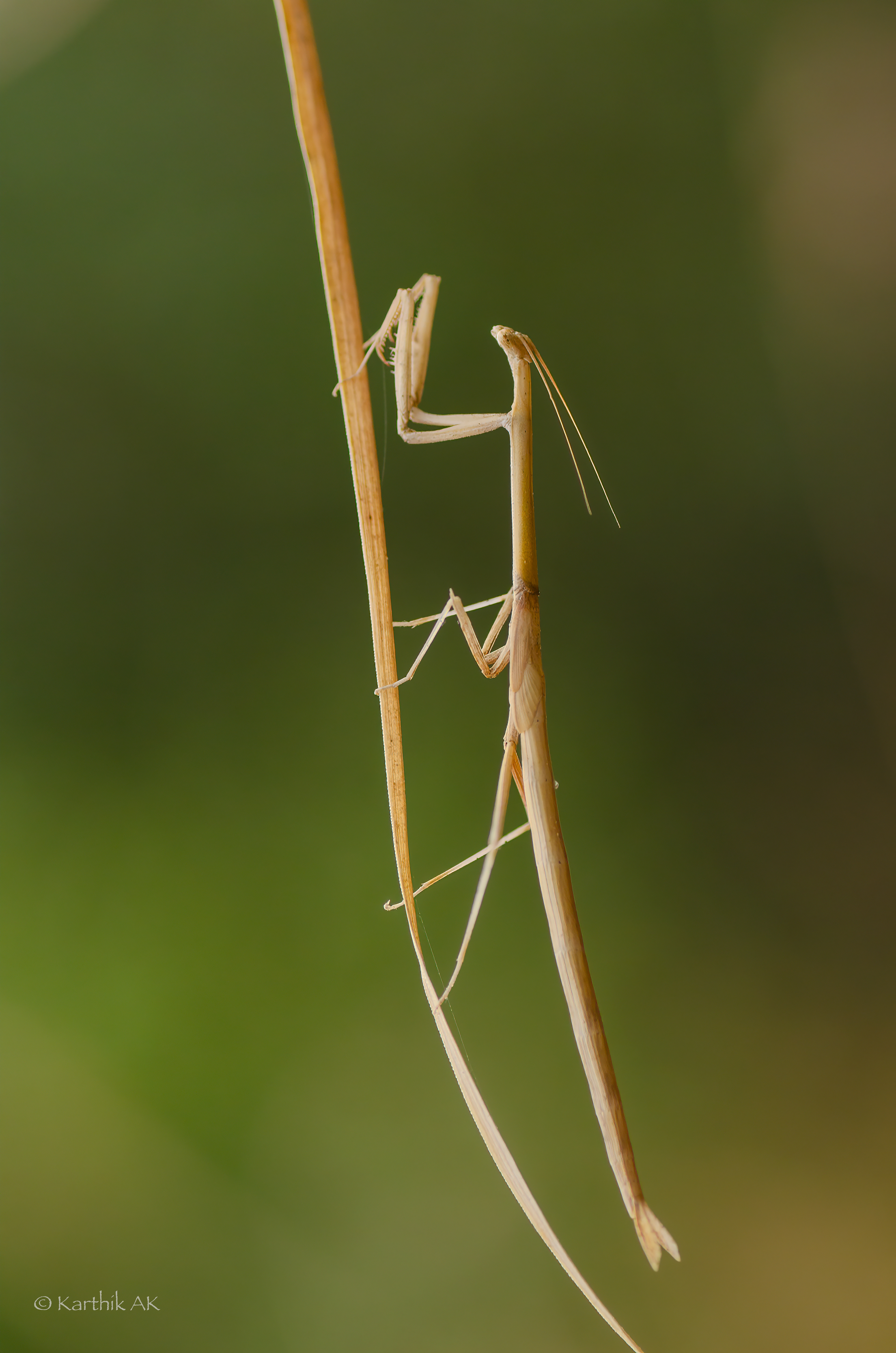 Grass Mantis | Schizocephala bicornis | Bengaluru, Karnataka, India