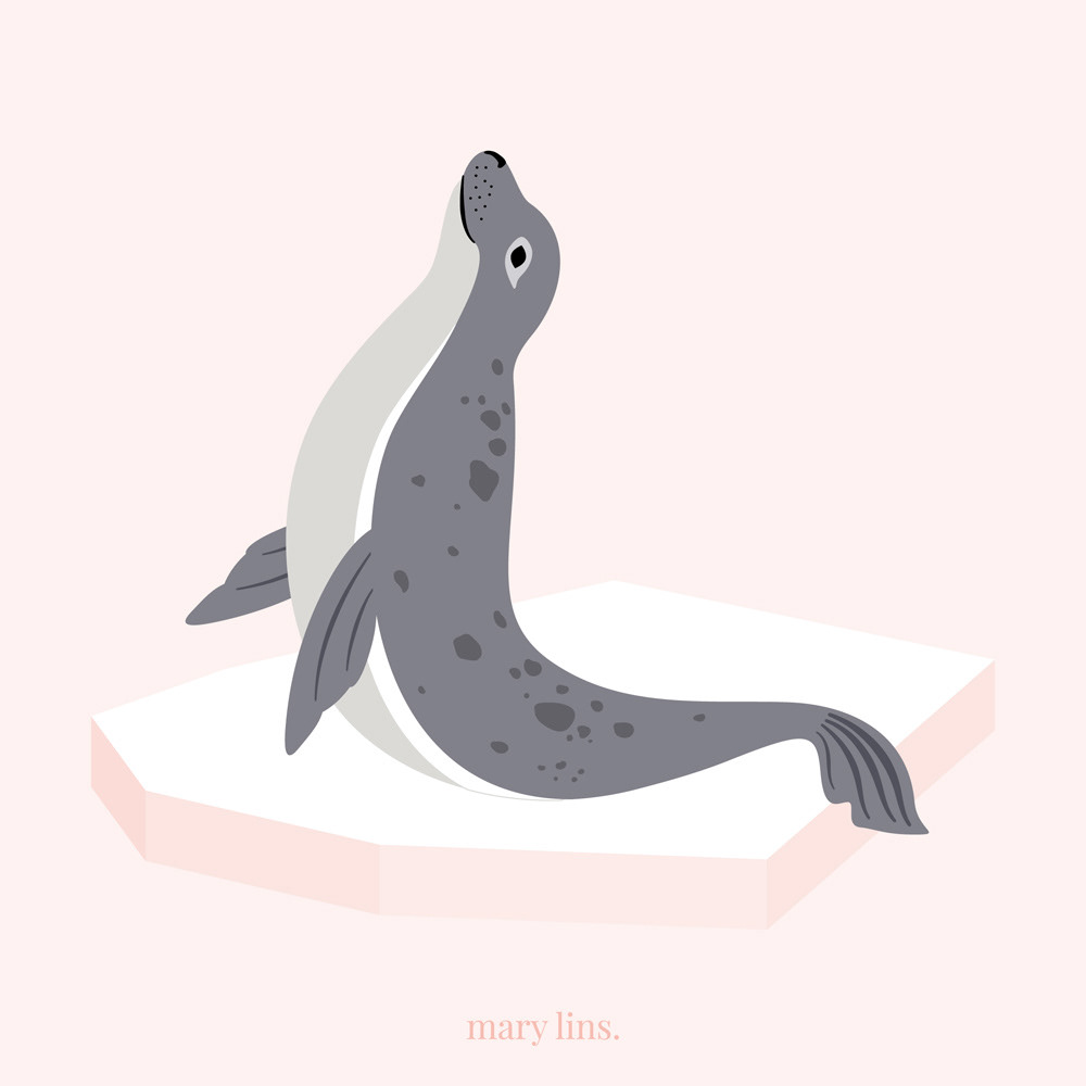L for Leopard Seal