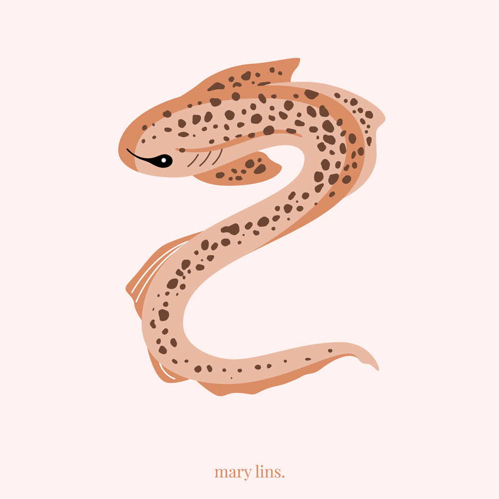Z for Zebra Shark